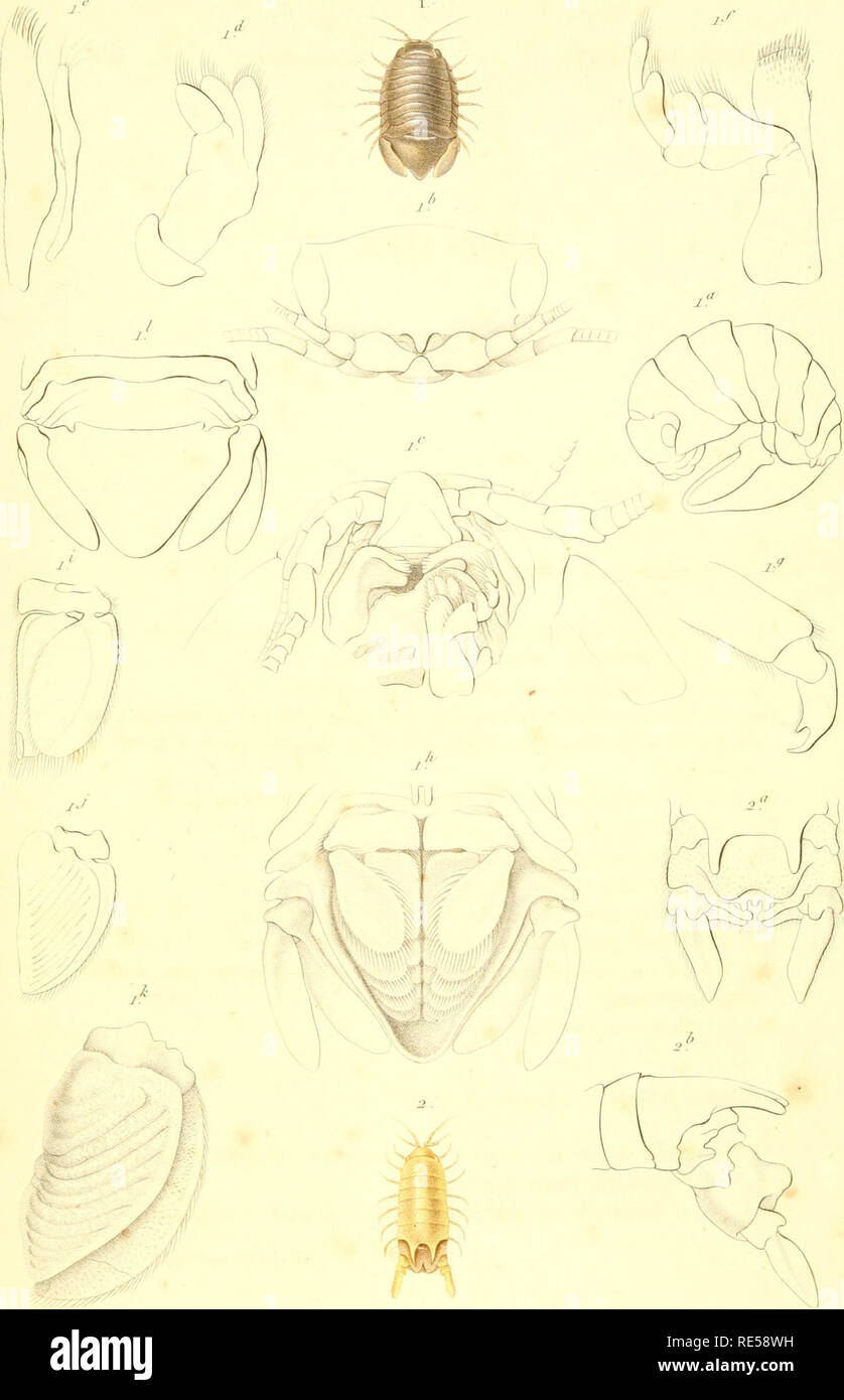 Crustaca C S Crustacea Iriashie Akfa A Hi Ll A Ii Gt Acv L I Gtt Si Lll Hilmh Cejyr Splnm Oma I I Isj A 2 A S A F Hidkyj Ak Gt S A Liul N Lai Il J Please Note