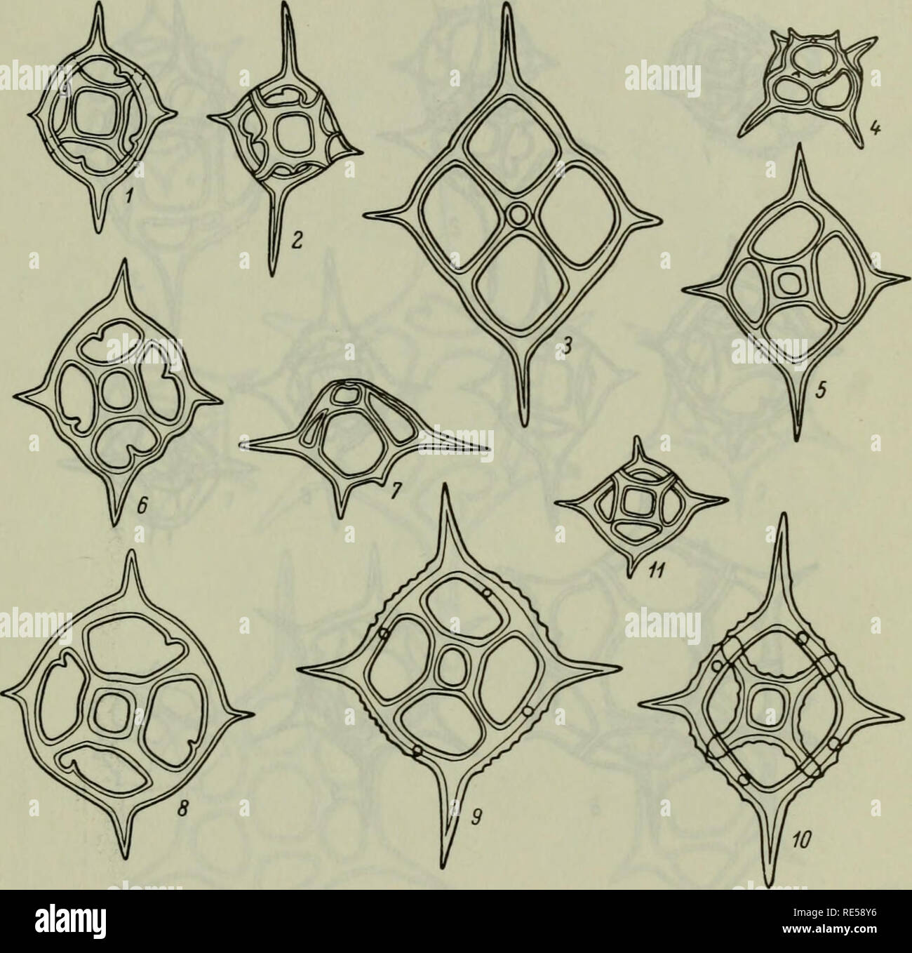 Cryptogamic Plants Of The USSR Flora Sporovykh Rastenii SSSR cryptogamic-plants-of-the-ussr-flora-sporovykh-rastenii-sssr