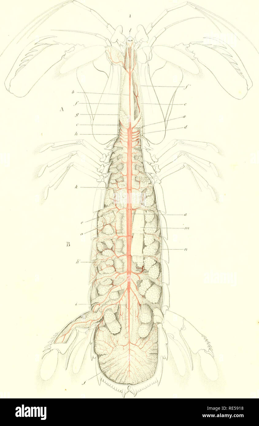 Crustaca C S Crustacea A U A A C M A Amkmail O 5t Ll Lult Lt M Pi 50 Js Vroajik Dks Soi A Please Note That These Images Are Extracted From Scanned Page Images That May Have
