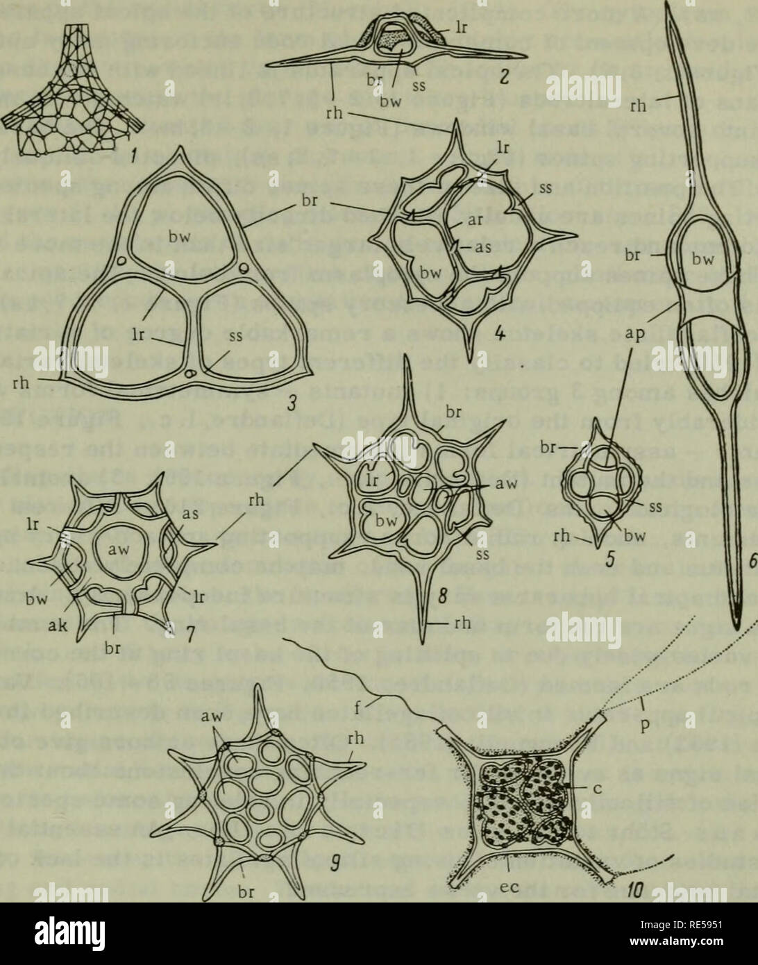 . Cryptogamic plants of the USSR. (Flora sporovykh rastenii SSSR). Plants. FIGURE 1. Nomenclature of the silicoflagellate skeleton: 1 —reticulate surface of silicoflagellate skeleton (detail) (Deflandre, 1950); 2 — Dictyocha fibula Ehr. var. fibula f. fibula (lateral view); 3 — D. tr i a - c an t ha var. a pic u 1 at a Lemm. f. apiculata (apical view); 4 — D. fibula var. aculeata Lemm. (apical view); 5—D. deflandrei var. bicornuta Gleser (ventral view); 6 —N a vi c u lopsi s biapiculata var. constricta (Schulz) Gleser (apical view); 7 —D ist e phan us spec ulu m (Ehr.) Hack. var. speculum (api Stock Photo