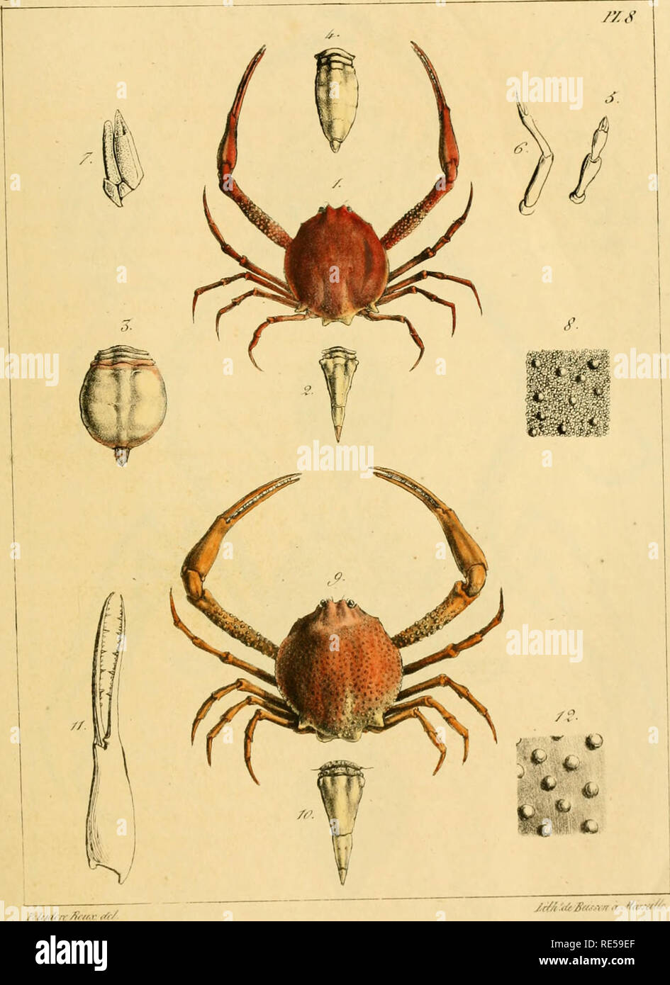 Crustaca C S De La Mediterrana C E Et De Son Littoral Crustacea Decapodes Lua Jsa A Lt R Ij S A A T Lt R R Ru I T Lt I Lt A Sa V I A A V I M R Y A A Ya U S Lt X Uvvvuvv N Ifia A Lt Eaaa Lt Yr Lt