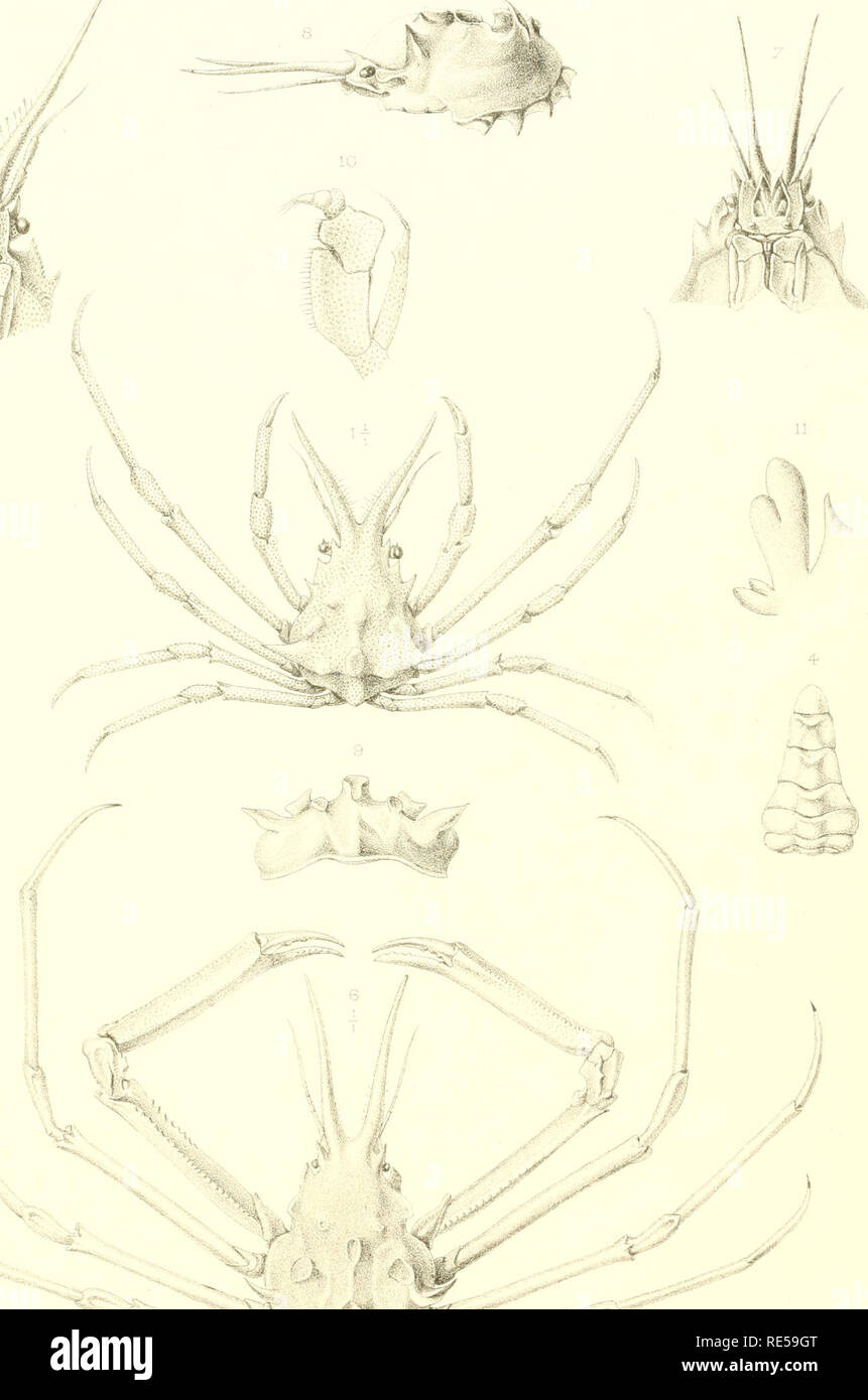 . Crustacés Décapodes. Ptie. 1: Brachyures et Anomoures. Hermit crabs; Crabs. Il ' / . V. Please note that these images are extracted from scanned page images that may have been digitally enhanced for readability - coloration and appearance of these illustrations may not perfectly resemble the original work.. Milne-Edwards, Alphonse, 1835-1900; Bouvier, E. -L. , 1856-1944. Paris, Masson Stock Photo