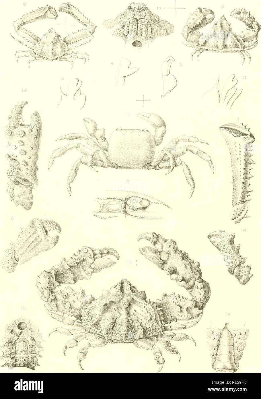 . Crustacés Décapodes. Ptie. 1: Brachyures et Anomoures. Hermit crabs; Crabs. Exprd.rhi Ti-av^iilK-iir cl ,lii Tali.sm.i Cruslaccs décapodes. T. 1-'PI. XVIII. Jî L Boix-ier etiiuet, ad.naf. de] Irnp Leniercier, Paris Nicolet.lith Cjclograp.sus occidentalis (hS) Lambrus Miersi ( 6-7)   Parthenolambrus expansus f8-ll) —Parihenope Bouvien (12-15 ). HeterocrypLa Maltzani, va/' ManonisdG) MdsaonAC^Eiîiteurs. Please note that these images are extracted from scanned page images that may have been digitally enhanced for readability - coloration and appearance of these illustrations may not perfectly r Stock Photo