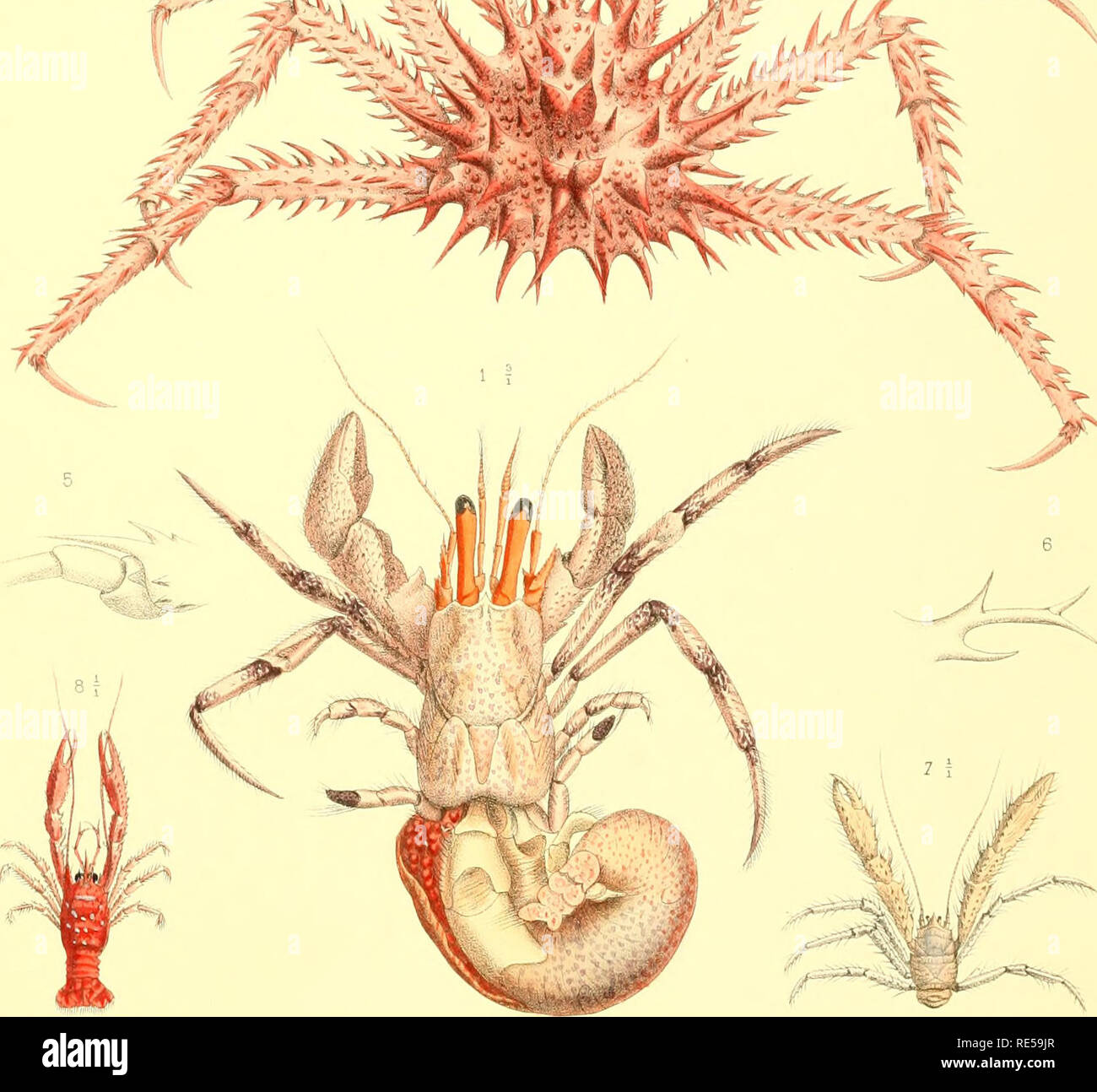 . Crustacés Décapodes. Ptie. 1: Brachyures et Anomoures. Hermit crabs; Crabs.  £. L Bouviep.ad nat.del Imp Lemercier. P A.Benapd, l.lh Pagunstes oculatus var.brunnec piclus (1) Parapagurus pilosimanus (2) Lithodes ferox (3-6)—Galathea Agassizi (7) Munida Sancti Pauli (8) Galacantha rostrata (9) Masson âC'.'^Editeur;. Please note that these images are extracted from scanned page images that may have been digitally enhanced for readability - coloration and appearance of these illustrations may not perfectly resemble the original work.. Milne-Edwards, Alphonse, 1835-1900; Bouvier, E. -L. , 1856- Stock Photo