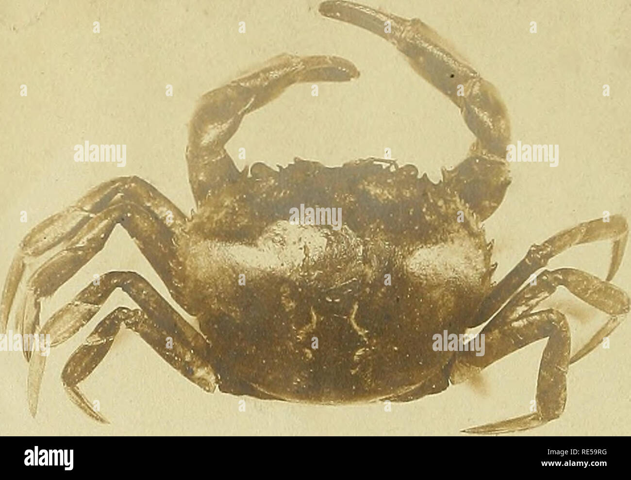 . Crustaceos do Brazil. Thoracostraceos. Crustacea; Malacostraca. ESTAMPA IV FiG. I — Dilocarcinus Isevjfrons (nov. sp.) $, pouco maior que o natural. » 2 — dactylos dos i&quot; e 4.° cruripides do lado esquerdo 3 -f- » 3 — abdómen $', tamanho natural. » 4 — região facial —,—. ' ' » 5 — Sylviocarcinus devillei M. Edw., J, tamanho natural. » 6 — dactylos dos 1° e 4° cruripedes do lado esquerdo, tamanho natural. » 7 — abdómen (5, -^.. Please note that these images are extracted from scanned page images that may have been digitally enhanced for readability - coloration and appearance of these ill Stock Photo