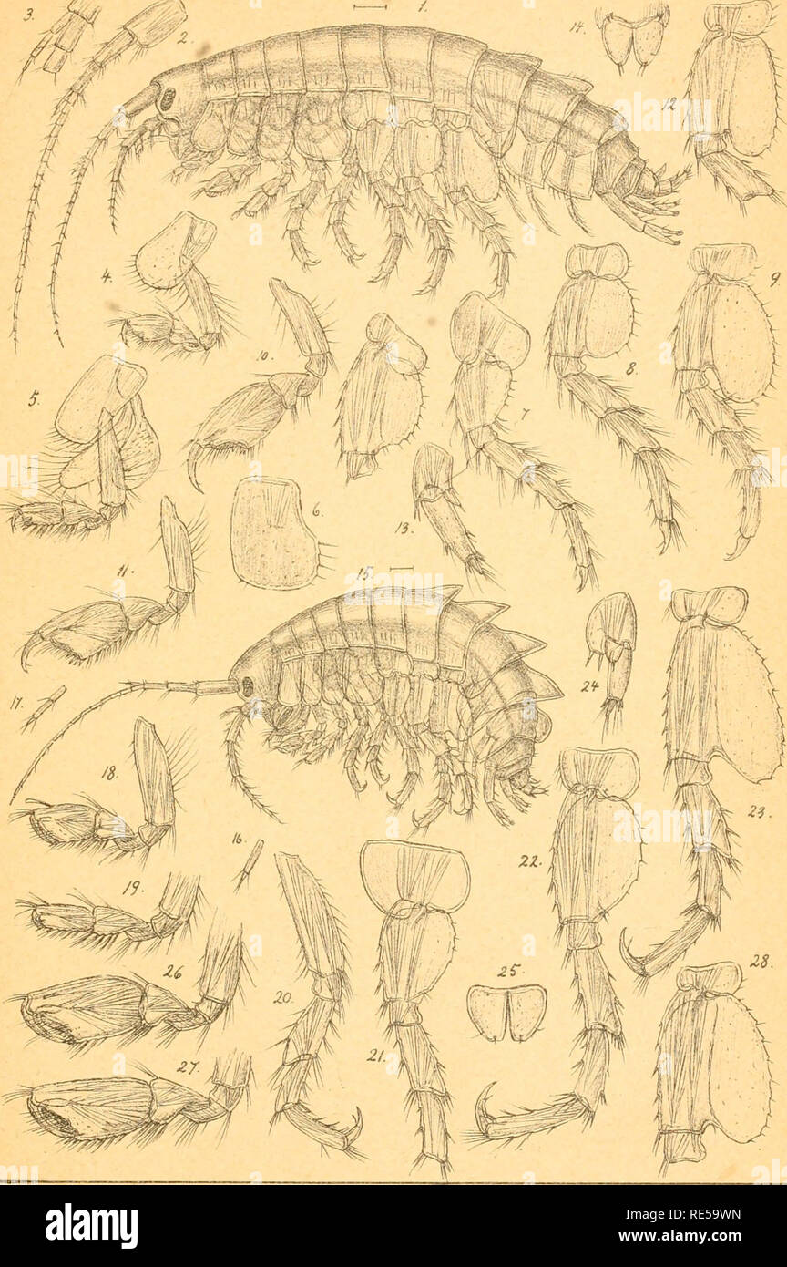 . Crustacea caspia : contributions to the knowledge of the carcinological fauna of the Caspian Sea / by G.O. Sars. Crustacea; Cumacea; Amphipoda. Amphipoda Suppl. G.O.Sars Crustacea caspia. PL 5.. G.O.Sars autogr. Amathillina Maximoviischi^ G.O.Sars. ), pusillsj G.O.Sars.. Please note that these images are extracted from scanned page images that may have been digitally enhanced for readability - coloration and appearance of these illustrations may not perfectly resemble the original work.. Sars, G. O. (Georg Ossian), 1837-1927; Imperatorskaia akademiia nauk (Russia). St. -Pétersbourg, Imprimer Stock Photo