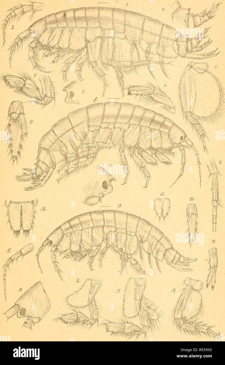 . Crustacea caspia : contributions to the knowledge of the carcinological fauna of the Caspian Sea / by G.O. Sars. Crustacea; Cumacea; Amphipoda. Amphipoda Suppl. G.O.Sars Crustacea caspia. PI. 2.. G.O.Sers autoqr. Pontoporeia microphihalma, Grimm. Gmelina l^viuscula, G.O.Sars. pusilla; G.O.Sars.. Please note that these images are extracted from scanned page images that may have been digitally enhanced for readability - coloration and appearance of these illustrations may not perfectly resemble the original work.. Sars, G. O. (Georg Ossian), 1837-1927; Imperatorskaia akademiia nauk (Russia). S Stock Photo