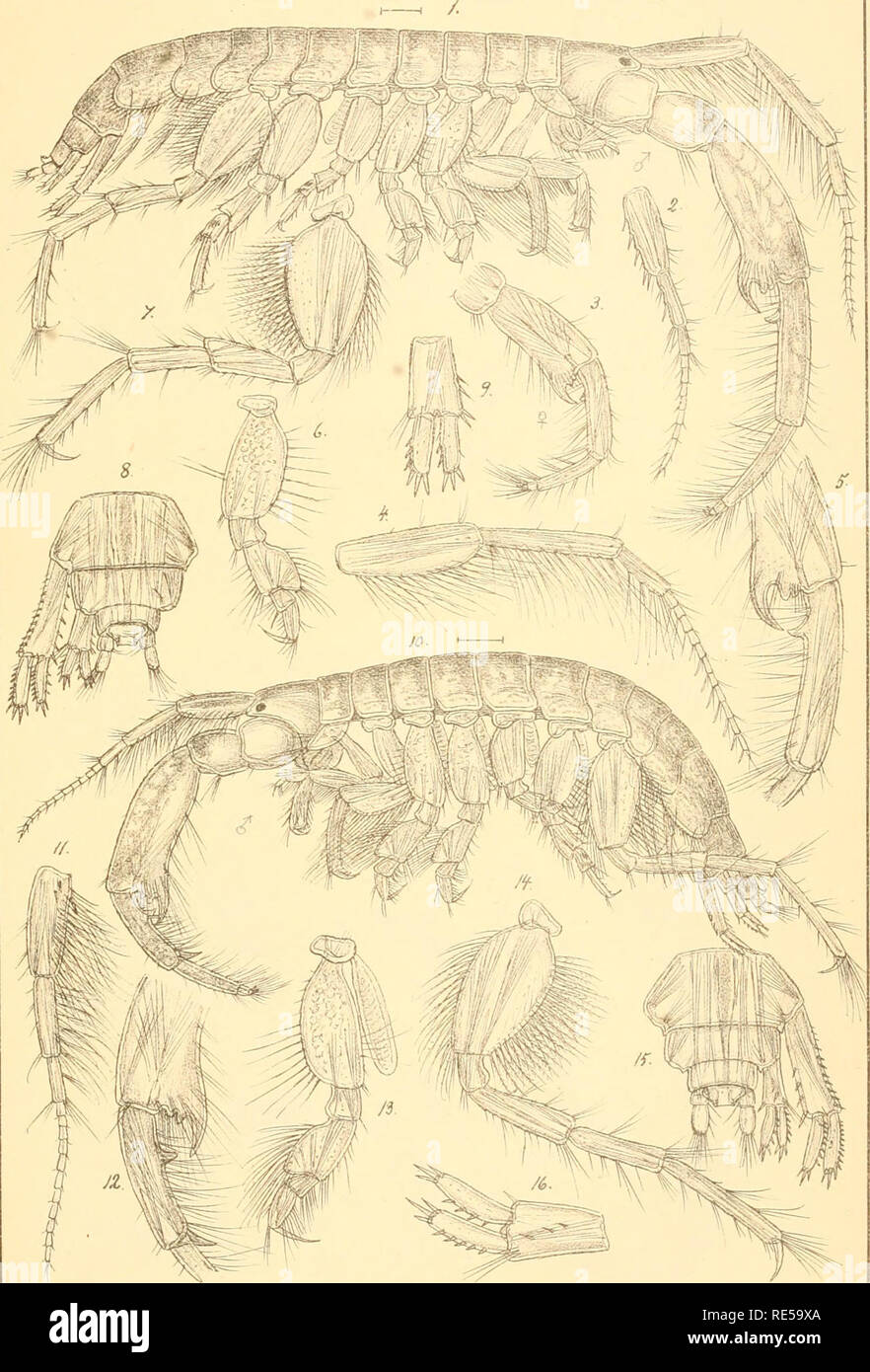 . Crustacea caspia : contributions to the knowledge of the carcinological fauna of the Caspian Sea / by G.O. Sars. Crustacea; Cumacea; Amphipoda. G.O.Sars Crustacea caspia. Amphipoda.Pl.IMI. G.O.Liars autogr. I.Corophium curvispinum,n.sp. 2. Corophium bidentatum, n.sp .. Please note that these images are extracted from scanned page images that may have been digitally enhanced for readability - coloration and appearance of these illustrations may not perfectly resemble the original work.. Sars, G. O. (Georg Ossian), 1837-1927; Imperatorskaia akademiia nauk (Russia). St. -Pétersbourg, Imprimerie Stock Photo