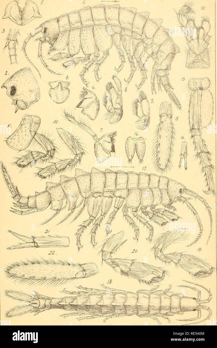 . Crustacea caspia : contributions to the knowledge of the carcinological fauna of the Caspian Sea / by G.O. Sars. Crustacea; Cumacea; Amphipoda. G.O.Sars Crustacea caspia. Amphipoda.Pl.n.. G.O.Sars autoqr Gmelina costata, Grimm.. Please note that these images are extracted from scanned page images that may have been digitally enhanced for readability - coloration and appearance of these illustrations may not perfectly resemble the original work.. Sars, G. O. (Georg Ossian), 1837-1927; Imperatorskaia akademiia nauk (Russia). St. -Pétersbourg, Imprimerie de l'Académie impériale des sciences Stock Photo