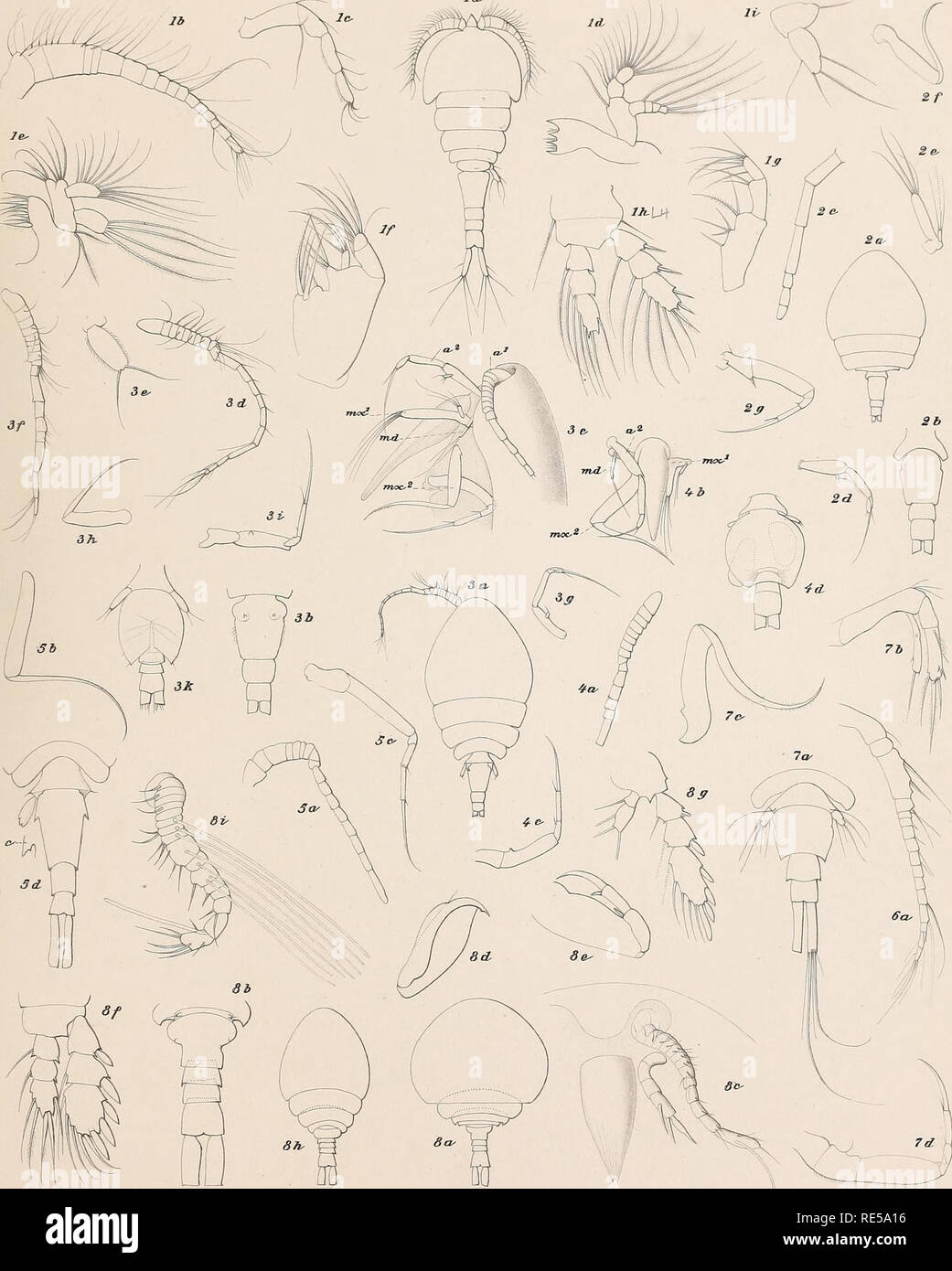 Crustacea Copepoda Copepoda Fishes The Ingolf Expedition Ml T7 H J Hanserty Cop Amp Podas H Pl I La 1 Cj J Amp Opiria Phallusice Ru Sp Zastzomi Zon Mtterjneduzm N Sp 2 Gt A Ten Amp Rum Sp 4 A Abi S3i N Ap 5 3 C Ottojifiene S