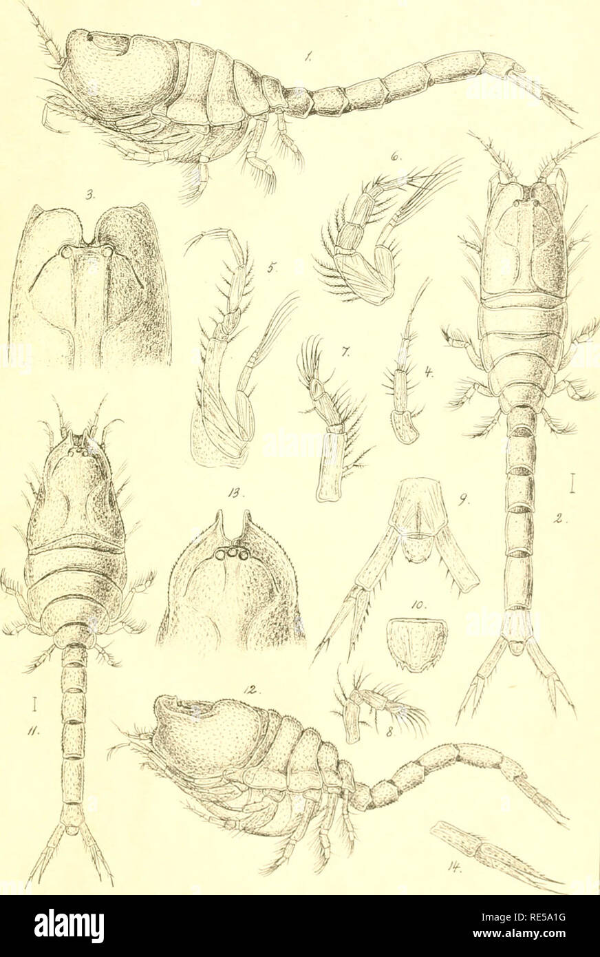 . Crustacea caspia : contributions to the knowledge of the carcinological fauna of the Caspian Sea / by G.O. Sars. Crustacea -- Caspian Sea; Cumacea -- Caspian Sea; Amphipoda -- Caspian Sea. G.O.Sars Crustacea caspia. Gumacea.PIHI.. G.O.Sars autoqr a'- Figs1-10. Pseudocuma eudorelloides, G.O.Sars, 9 n.sp. Figs11-14. Pseudocuma scabriuscuta, G.O.Sars,? n.sp.. Please note that these images are extracted from scanned page images that may have been digitally enhanced for readability - coloration and appearance of these illustrations may not perfectly resemble the original work.. Sars, G. O. (Georg Stock Photo