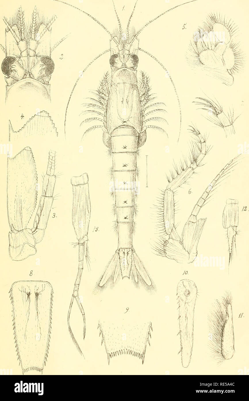 . Crustacea caspia : contributions to the knowledge of the carcinological fauna of the Caspian Sea / by G.O. Sars. Crustacea -- Caspian Sea; Cumacea -- Caspian Sea; Amphipoda -- Caspian Sea. G.O.Sars Crustacea caspia. Mysidae.Pl.V.. G.oSars autogr. MesotYiysis Czemiavskyi, G.0.Sars. n. sp.. Please note that these images are extracted from scanned page images that may have been digitally enhanced for readability - coloration and appearance of these illustrations may not perfectly resemble the original work.. Sars, G. O. (Georg Ossian), 1837-1927; Imperatorskaia akademiia nauk (Russia). St. -Pét Stock Photo