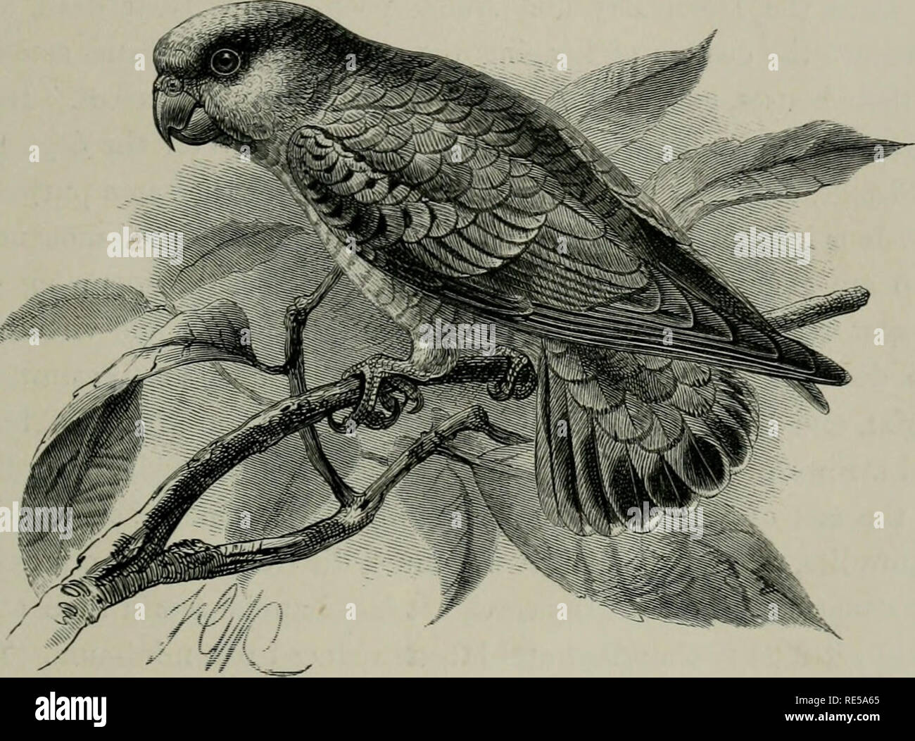 The Cruise Of The Marchesa To Kamschatka Amp New Guinea With Notices Of Formosa Liu Kiu And Various Islands Of The Malay Archipelago Marchesa Schooner Yacht Natural History Natural History Xii