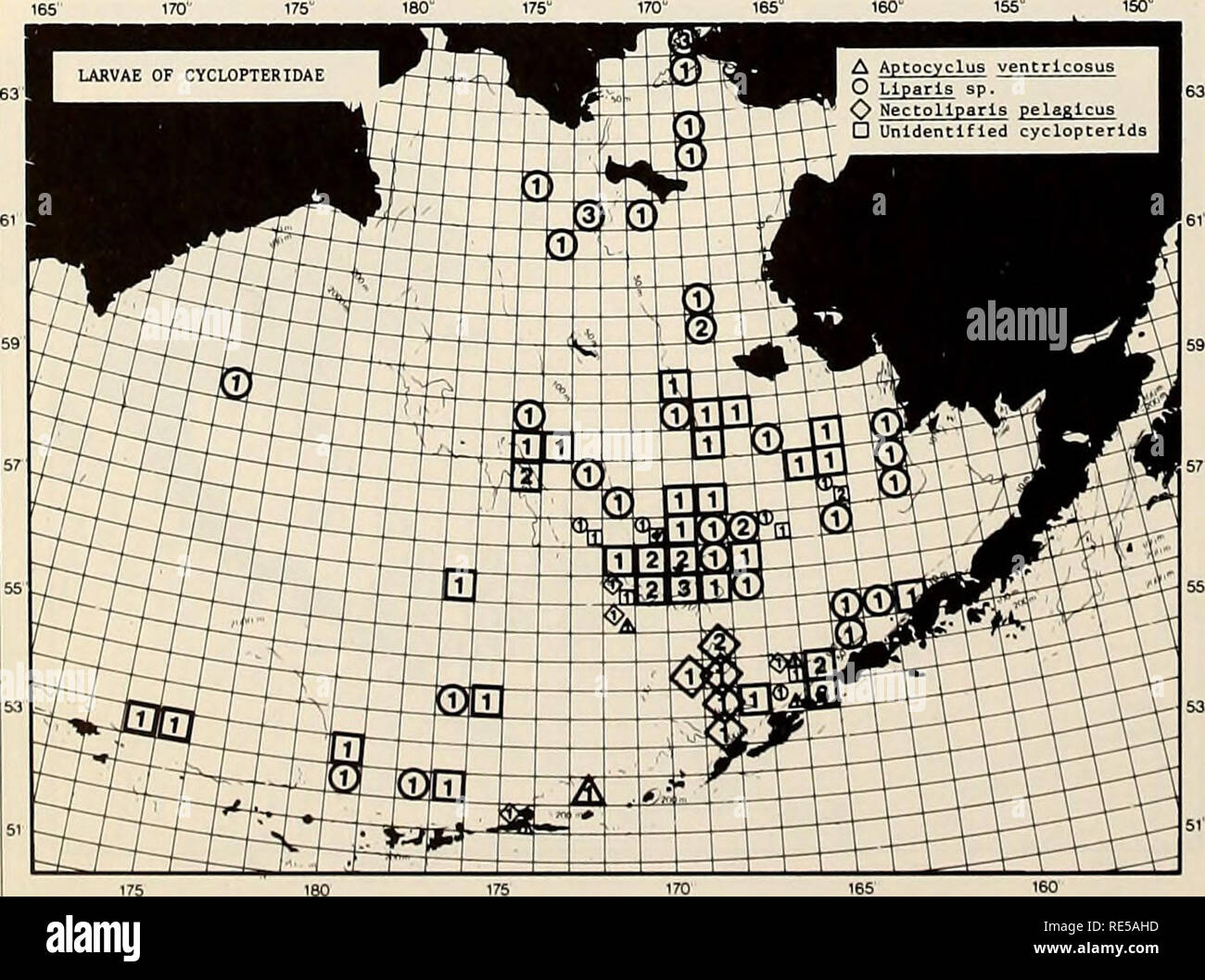 . The Eastern Bering Sea Shelf : oceanography and resources / edited by Donald W. Hood and John A. Calder. Oceanography Bering Sea.. 484 Fisheries oceanography summer. They were distributed from the Aleutian Islands north to 58° N, and from 161° W in Bristol Bay to 174°W along the Aleutian Islands and along the continental slope. Eggs of agonids are demersal and none were reported. Cyclopteridae The snailfish and lumpsuckers, with 49 species, are the second largest family (after Cottidae) in the Bering Sea and one of the least known with respect to both adult and larval identification. Cyclopt Stock Photo