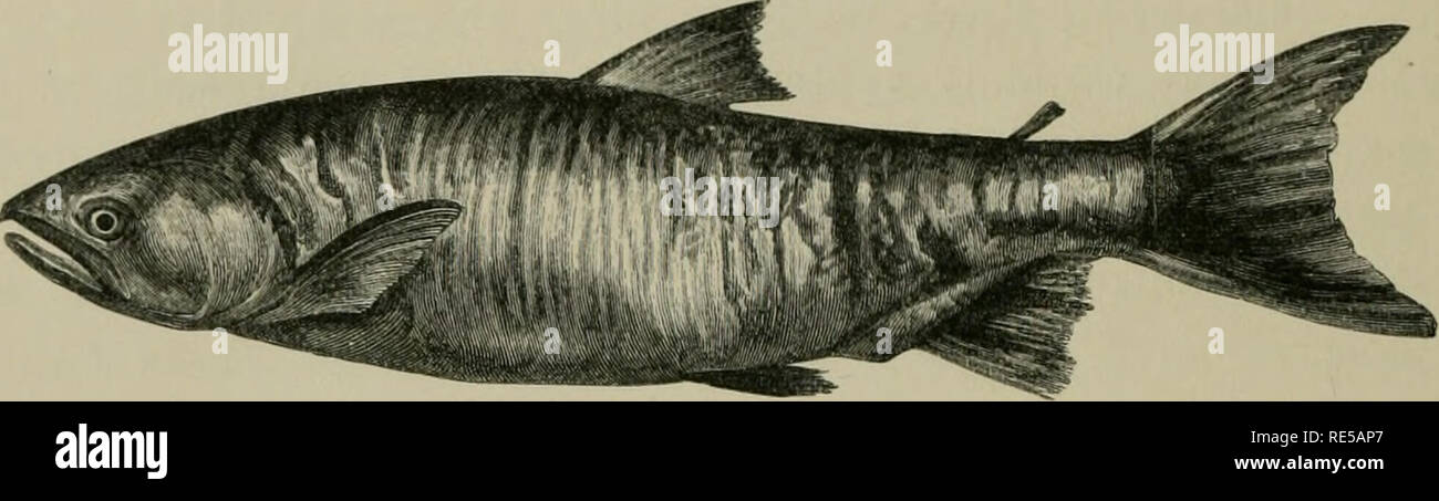 The Cruise Of The Marchesa To Kamschatka Amp New Guinea With Notices Of Formosa Liu Kiu And Various Islands Of The Malay Archipelago Marchesa Schooner Yacht Natural History Natural History 126