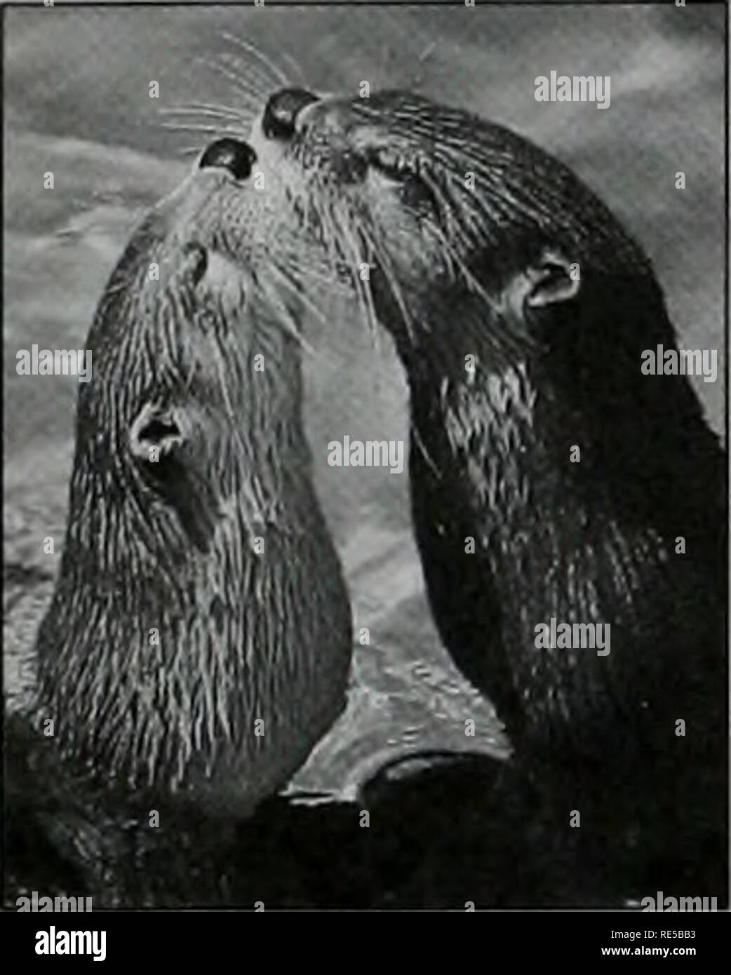 . Critical trends in Illinois ecosystems. Ecological assessment