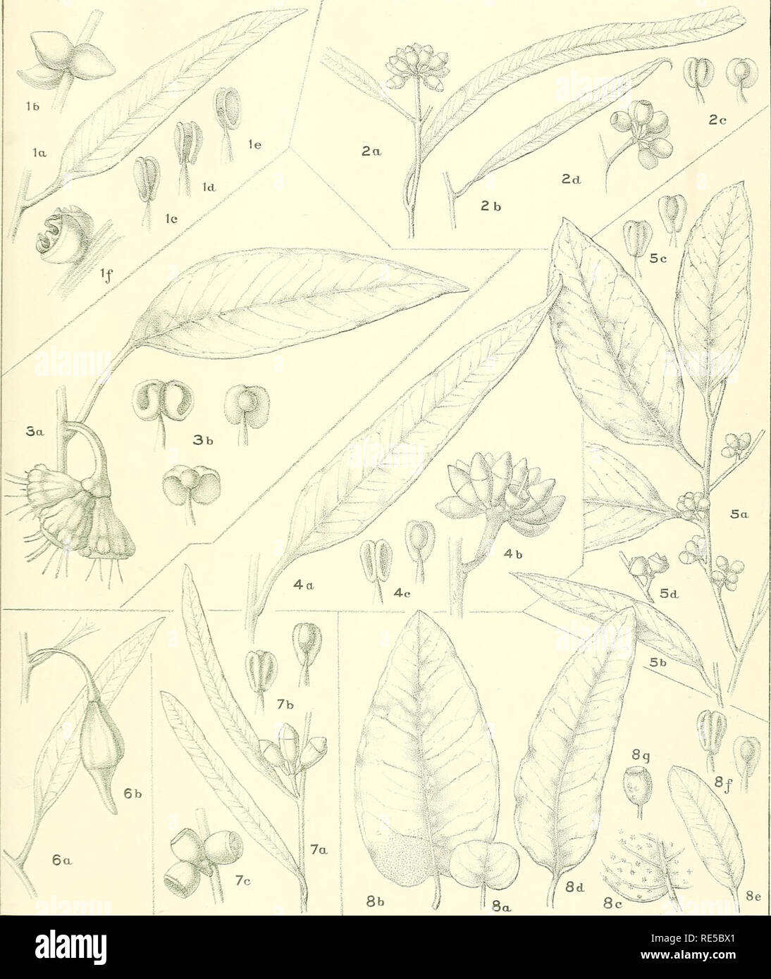 . A critical revision of the genus Eucalyptus. Eucalyptus. Crit. Rev. Eucalyptus. Pl. 283.. EUCALYPTUS DJFLERA Andrews. (/). E. AGGREGATA Deane and Maiden ; [See also Plate 71.] (E. RYDALENSIS Baker and Smith.) (5). E. OVULARIS Maiden and Blakely, n. sp. (2.) tSee als° Plate 235] E. KESSELLI Maiden and Blakely, n. sp. (3). E- FORESTIANA Diels. (6&quot;). [See also Plate 95.] E. DESMONDENSIS Maiden and Blakely, n. sp. (4). E- MERRICKjE Maiden and Blakely, n. sp. (7), E. CLAVIGERA A. Cunn ; var.: GILBERTENSIS, n. var. Maiden and Blakely. (S). [See also Plate 152.]. Please note that these images  Stock Photo