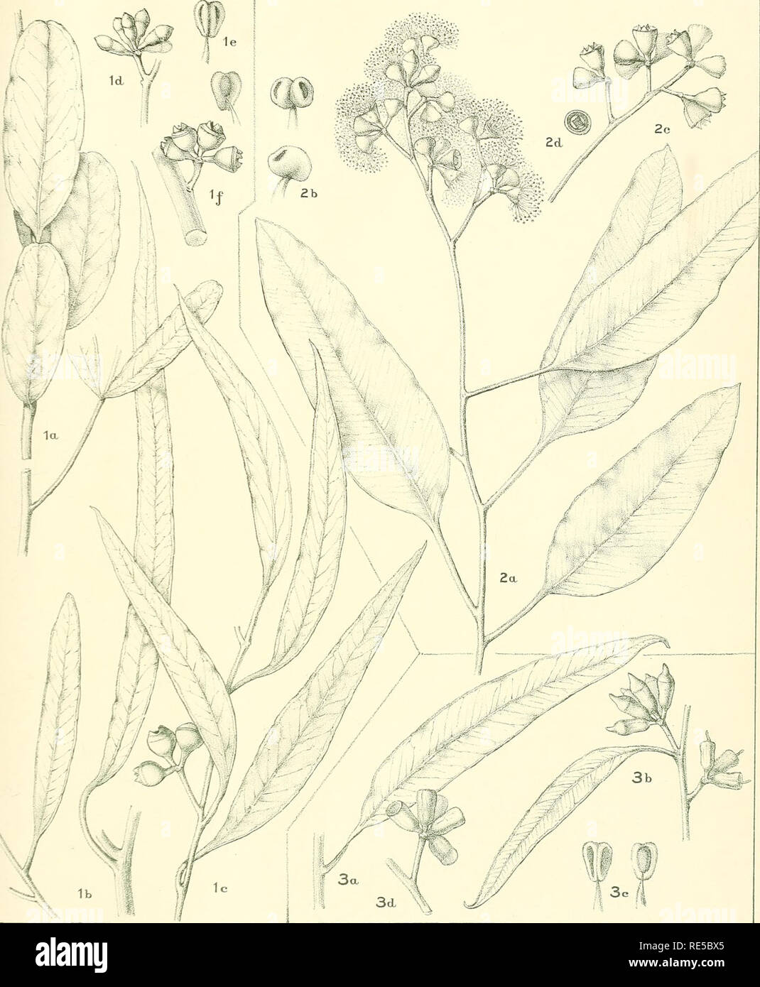 . A critical revision of the genus Eucalyptus. Eucalyptus. Crit. Rev. Eucalyptus. PL. 282.. M.Roer.MTl.d*! e-Hil+l. X EUCALYPTUS WESTON I Maiden and Blakely, n. sp. (1). E. MICRONEURA Maiden and Blakely, n. sp. (2). E. DUNDASI Maiden. (5). [See also Plate 139.]. Please note that these images are extracted from scanned page images that may have been digitally enhanced for readability - coloration and appearance of these illustrations may not perfectly resemble the original work.. Maiden, J. H. (Joseph Henry), 1859-1925. Sydney, W. A. Gullick, government printer Stock Photo