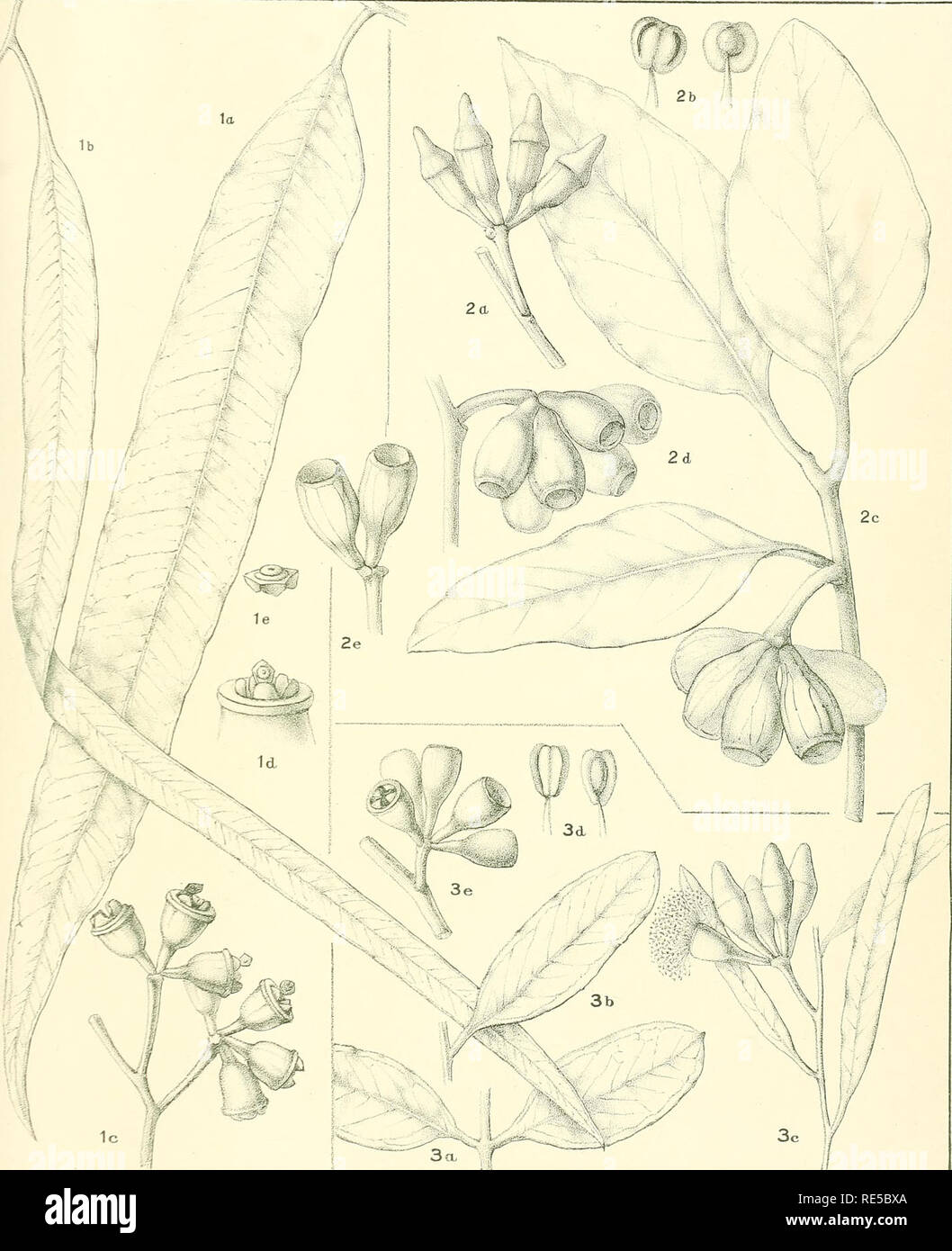 . A critical revision of the genus Eucalyptus. Eucalyptus. Crit. Rev. Eucalyptus. PL. 281.. M.Flocnrcm.ci»i. er lit-h. EUCALYPTUS PATELLARIS F.v.M. (/). [See also Plate 163.] E. PIMPINIANA Maiden. {2). [See also Plate 72.] E. CYLINDRIFLORA Maiden and Blakely, n. sp. (3).. Please note that these images are extracted from scanned page images that may have been digitally enhanced for readability - coloration and appearance of these illustrations may not perfectly resemble the original work.. Maiden, J. H. (Joseph Henry), 1859-1925. Sydney, W. A. Gullick, government printer Stock Photo