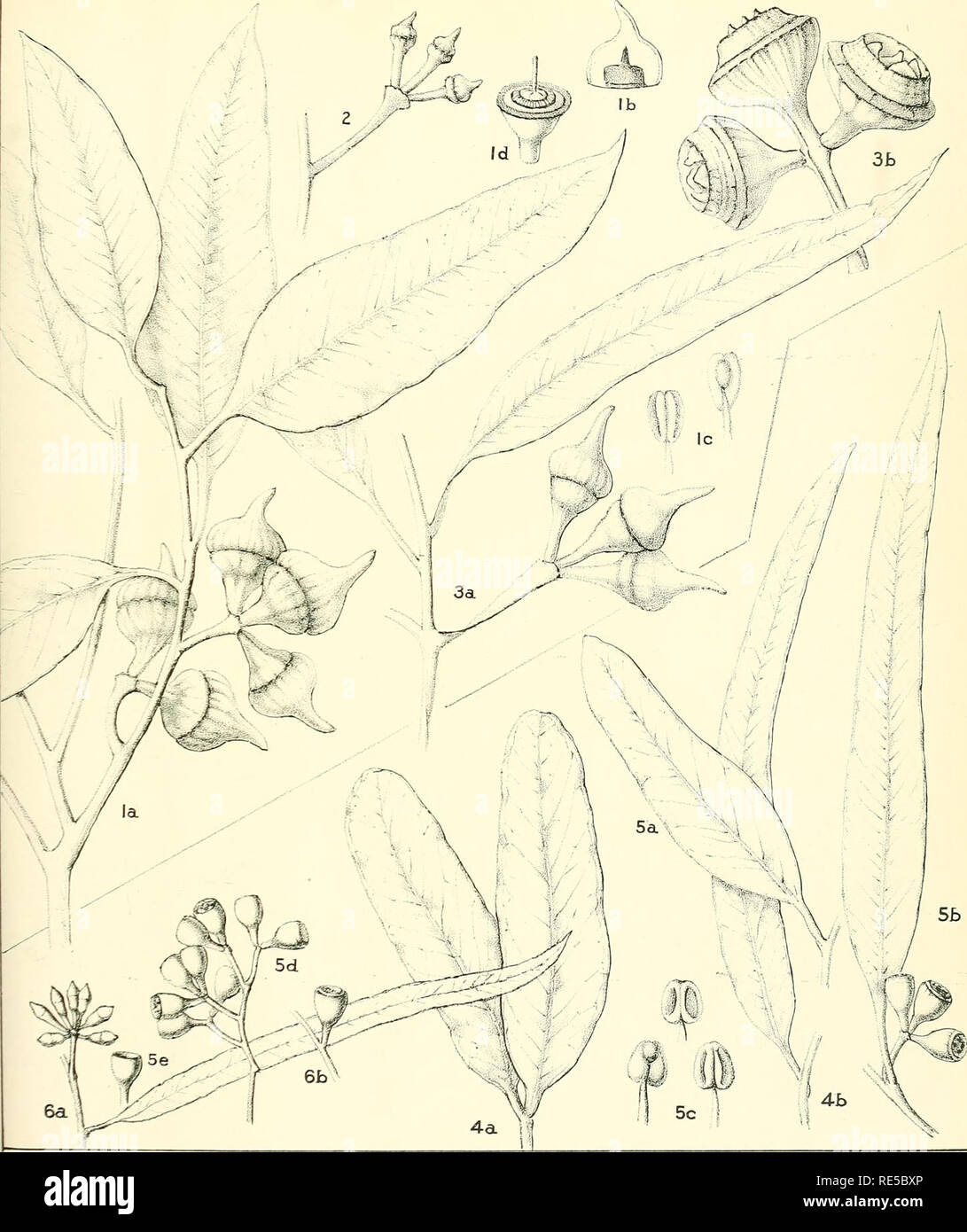 . A critical revision of the genus Eucalyptus. Eucalyptus. Crjt. Rev. Eucalyptus. PL. 277. m m. n.FloeKron del«MiMi EUCALYPTUS BURRACOPPINENSIS Maiden and Blakely. (1-3). E. WHITEI Maiden and Blakely. (4-6).. Please note that these images are extracted from scanned page images that may have been digitally enhanced for readability - coloration and appearance of these illustrations may not perfectly resemble the original work.. Maiden, J. H. (Joseph Henry), 1859-1925. Sydney, W. A. Gullick, government printer Stock Photo