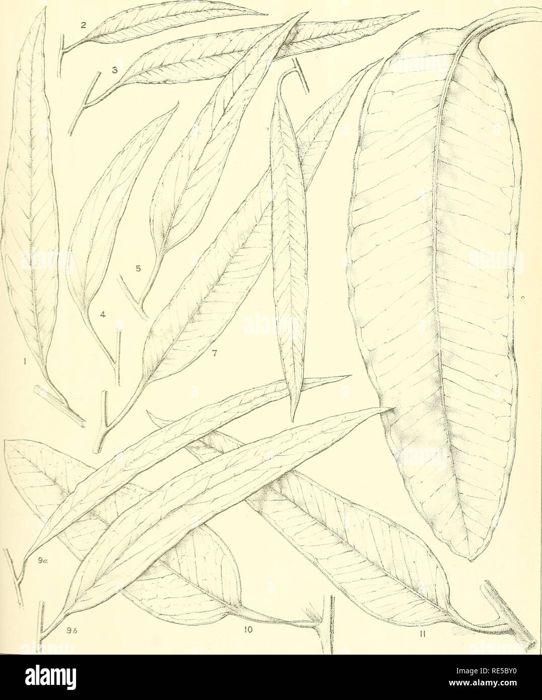 . A critical revision of the genus Eucalyptus. Eucalyptus. Crit. Rev. Eucalyptus. PL. 274.. LYPTUS HEMIPHLOIA F.y.M. (1). E. LONGICORNIS F.v.M. (6). E. RADIATA Sieb. (9a and 9b). MATURE LEAVES. (More mature than previously figured). E. MICROCORYS F.v.M. (2 and 3). E. NOTABILIS Maiden. (7). E. PREISSIANA Schauer. (10). tA. FloeKfo-n del «r lifh. E. STOWARDI Maiden. (4 and 5). E. TETRAPTERA Turcz. (8). E. WOODWARDI Maiden. (;/).. Please note that these images are extracted from scanned page images that may have been digitally enhanced for readability - coloration and appearance of these illustra Stock Photo