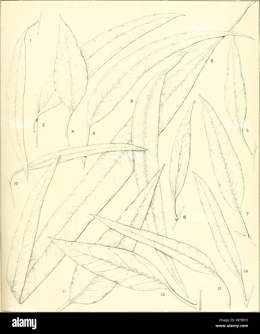 . A critical revision of the genus Eucalyptus. Eucalyptus. Crit. Rev. Eucalyptus. Pl. 273.. MATURE LEAVES. (More mature than previously figured. Continued on Plate 274). EUCALYPTUS AGGREGATA Deane and Maiden, (7). E. ALBENS Miq. (2). E BAUERIANA Schauee. (4). ALEYI Maiden. {&quot;). E. FOECU] DA Schauer. (10). E CAESIA Benth. (13). M Flocufon del eMil-h. E. DALRYMPLEANA Maiden. (5). E. DIVES Schauer. (8) E. FICIFOLIA F.v.M. (7 7). E. COCCIFERA Hook./. (74). E. AMPLIFOLIA Naud. (3). E. BEHRIANA F.v.M. (6) E. EXIMIA Schauer. (9). E. GROSSA F.v.M. (12).. Please note that these images are extracte Stock Photo