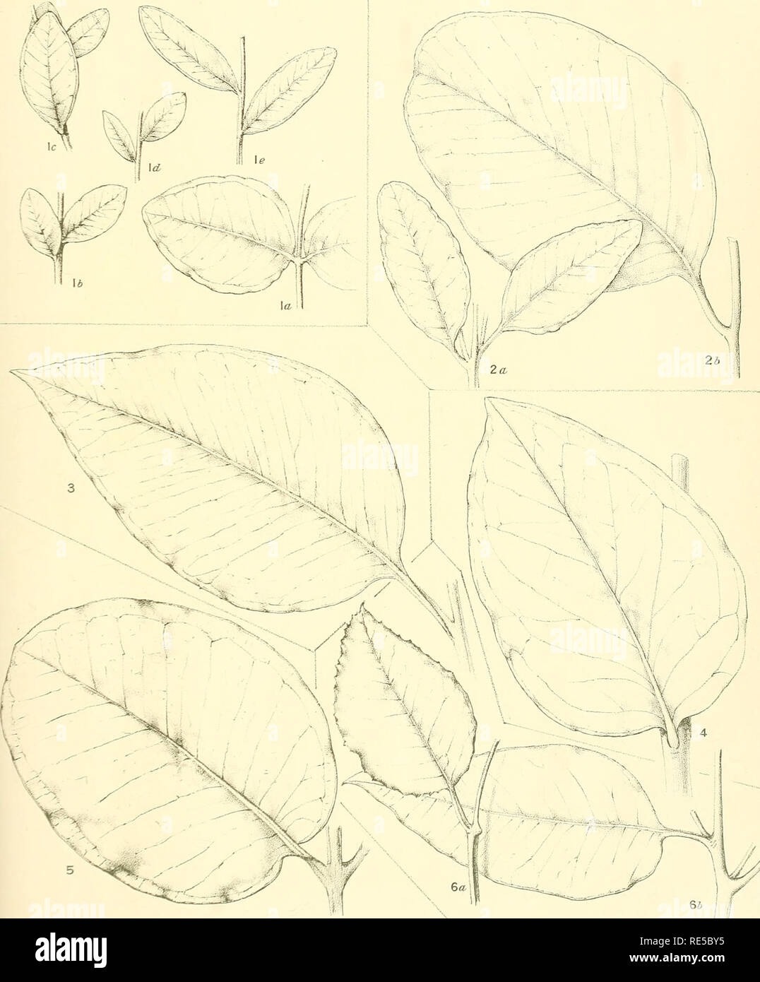 . A critical revision of the genus Eucalyptus. Eucalyptus. Crit. Rev. Eucalyptus. PL 272.. M FIOCKI-oti &lt;Jel «f 1'ifh JUVENILE LEAVES. (More juvenile than previously figured). EUCALYPTUS LONGICORNIS F.v.M. (7). E. LONGIFOLIA Link and Otto. (2). E. PACHYPHYLLA F.v.M. (3). E. OBTUSIFLORA DC. (4). E. PREISSIANA Schauer (5). E. SALIGNA Sm. (6).. Please note that these images are extracted from scanned page images that may have been digitally enhanced for readability - coloration and appearance of these illustrations may not perfectly resemble the original work.. Maiden, J. H. (Joseph Henry), 18 Stock Photo