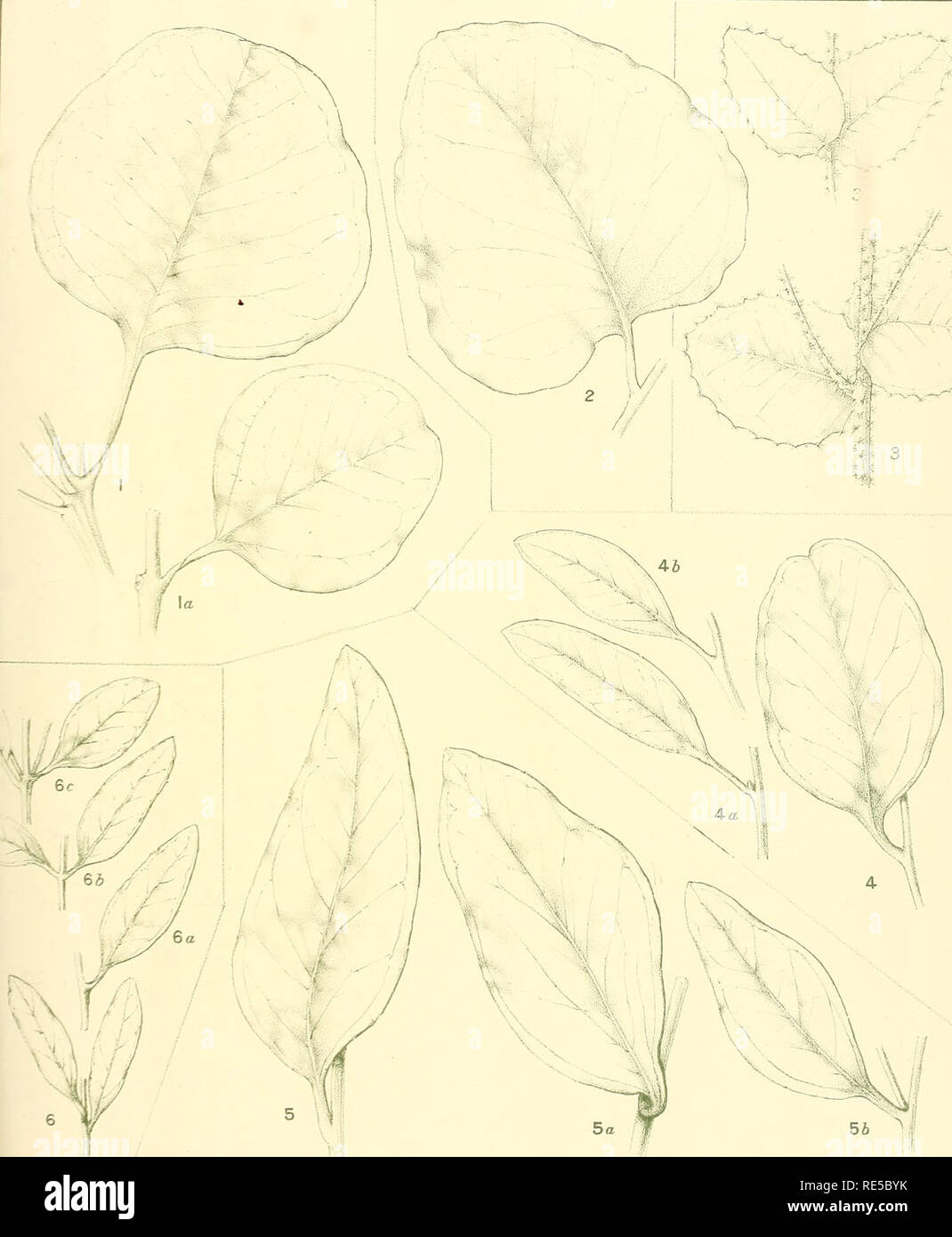 . A critical revision of the genus Eucalyptus. Eucalyptus. Crit. Rev. Eucalyptus. PL. 268.. ADDITIONAL JUVENILE LEAVES. EUCALYPTUS DEALBATA A. Cunn. (7). E. FOECUNDA Schauer. (2). E. EUDESMIOIDES F.v.M. (3). E. FORRESTIANA Diels. (4). E. FRUTICETORUM F.v.M. (5). E. GRACILIS F.v.M. (6). [See also Plates 266, 267, 269.] M.FIOcKI-oti d«l»Mirh-. Please note that these images are extracted from scanned page images that may have been digitally enhanced for readability - coloration and appearance of these illustrations may not perfectly resemble the original work.. Maiden, J. H. (Joseph Henry), 1859- Stock Photo