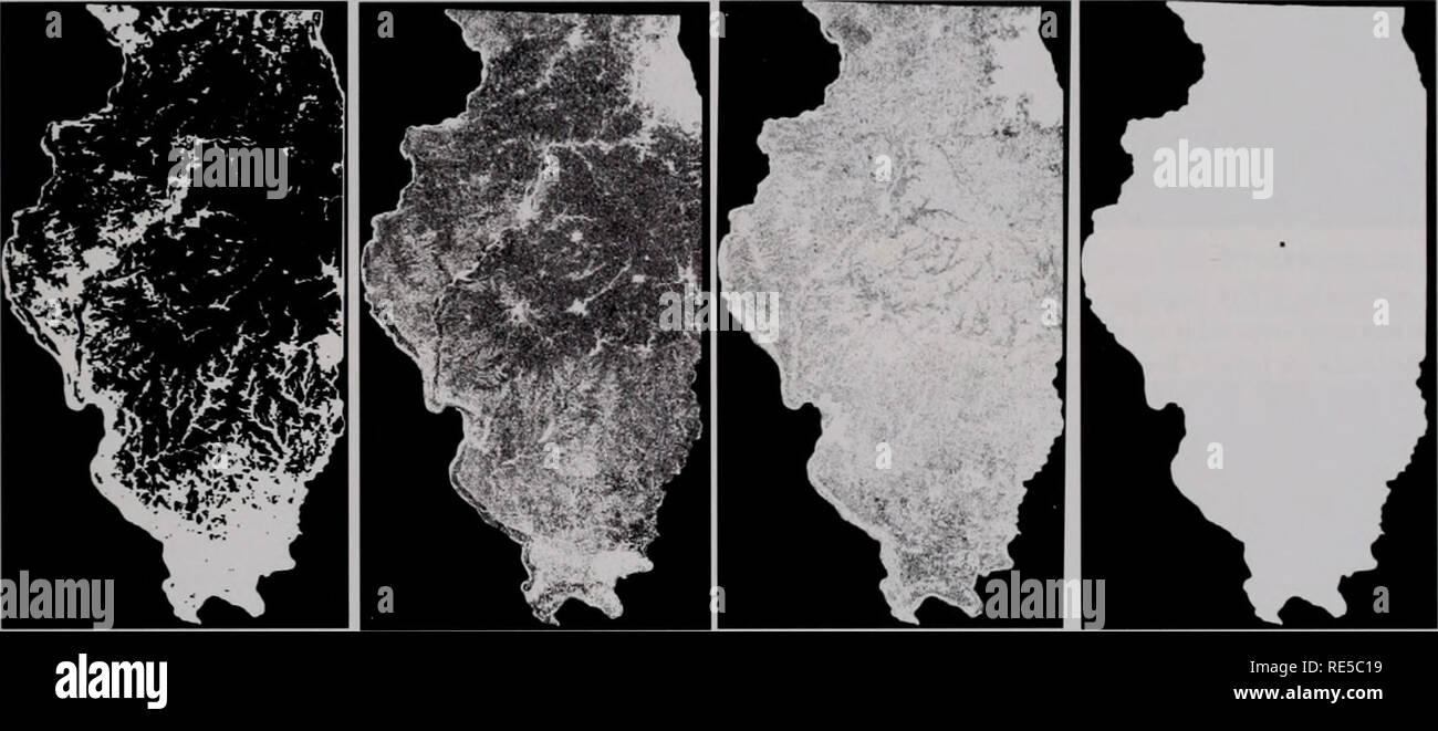 . Critical trends assessment program : keeping an eye on Illinois habitats. Critial trends assessment program; Habitat conservation. with European forage grasses. In the case of birds, refer- ence sites had greater species diversity than the randomly selected sites (Fig. 18). As patch size increases more bird species are found, including habitat and area dependent species (Fig. 19). Theses results are not surprising either, since many studies have shown that large tracts of grass- lands will sustain more grassland bird species.. Prairie 1820 (10 million hectares) Agriculture 1999 Croplands Gra Stock Photo