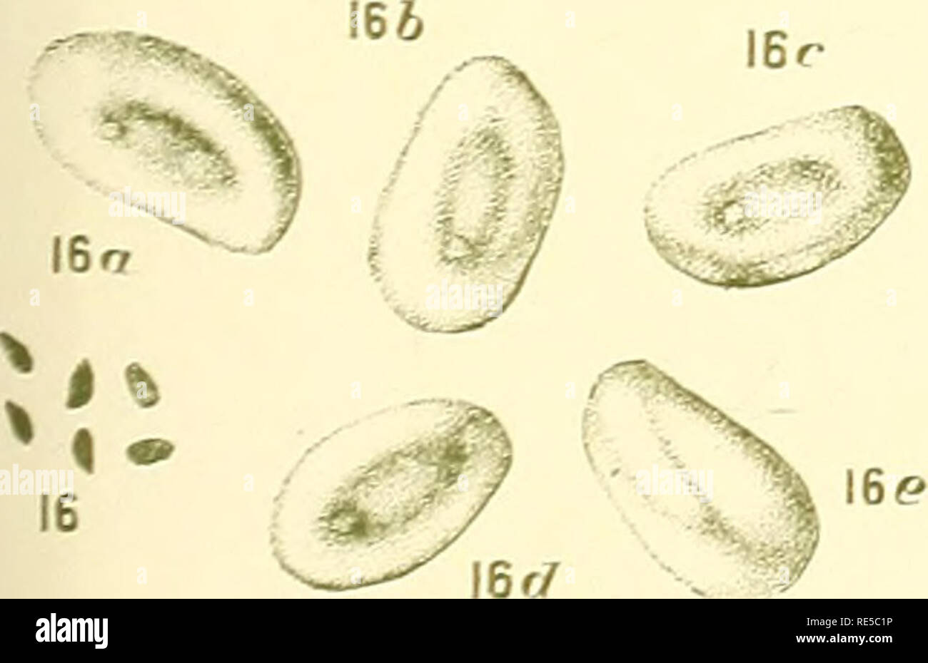 A Critical Revision Of The Genus Eucalyptus Eucalyptus 12a 126 13a I2 Lt 13 A 136 13c I3e Q L A Y 4c 14 V J 156 S Jisr 2rf Lie