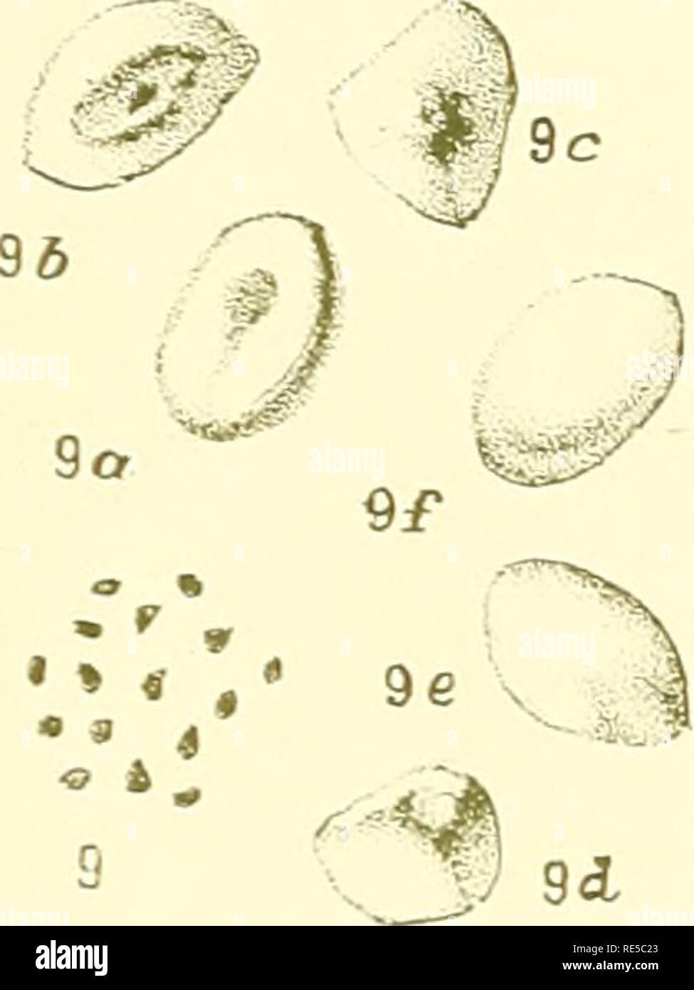A Critical Revision Of The Genus Eucalyptus Eucalyptus 1 3 Lo A S 4a A J 4 R 5 3a V Quot 3ci 4ft Ad V3 A A A I Quot 74 I 5e A A Critical Revision Of The Genus Eucalyptus Eucalyptus 1 3 Lo A S 4a A J 4 R 5 3a V Quot 3ci 4ft Ad V3 A A A I Quot 74 I 5e A