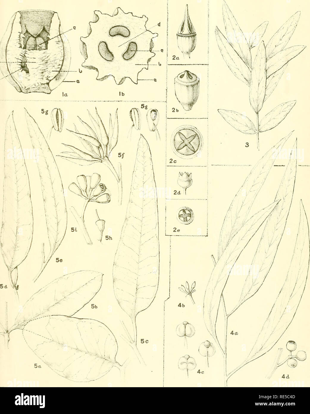 . A critical revision of the genus Eucalyptus. Eucalyptus. Crit. Rev. Eucalyptus. Pl. 254.. MTIOcKroTi&lt;iet.«Mir(v Fruit (sections). (7). Dehiscence of Capsules (2). EUCALYPTUS RISDONI var: elata (E. HYPERICIFOLIA R. Br ) (3). [See Plate 32.] XE. CHISHOLMI Maiden and Blakely, n.sp. (4). E. GARDNER! n.sp. (5).. Please note that these images are extracted from scanned page images that may have been digitally enhanced for readability - coloration and appearance of these illustrations may not perfectly resemble the original work.. Maiden, J. H. (Joseph Henry), 1859-1925. Sydney, W. A. Gullick, g Stock Photo