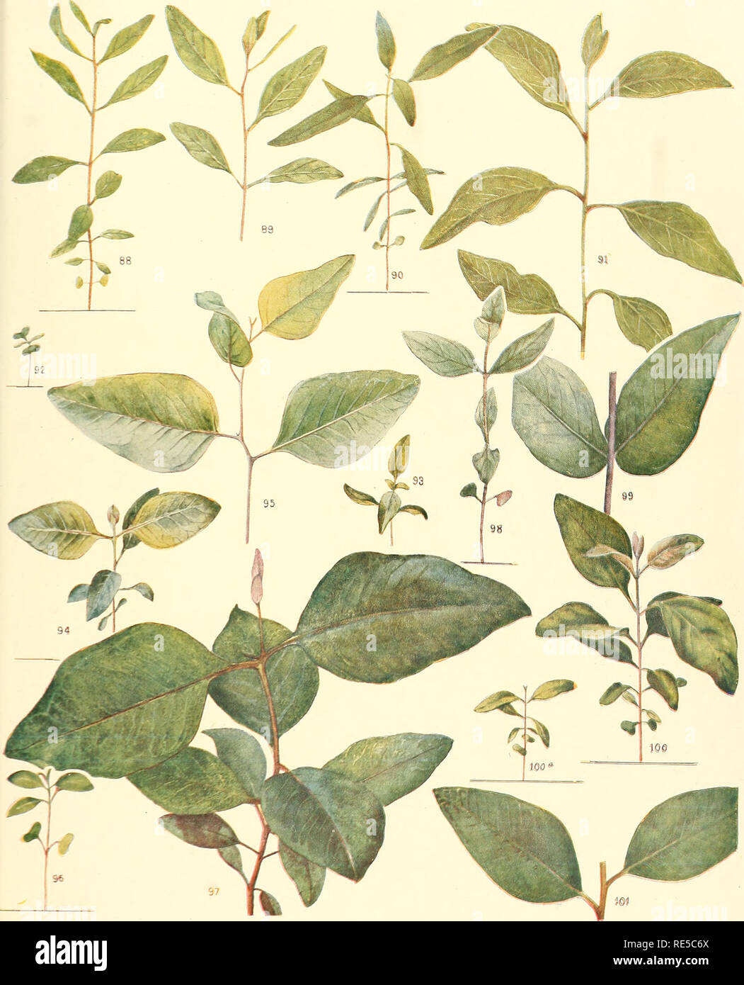 Schlechi hires stock photography and images Alamy