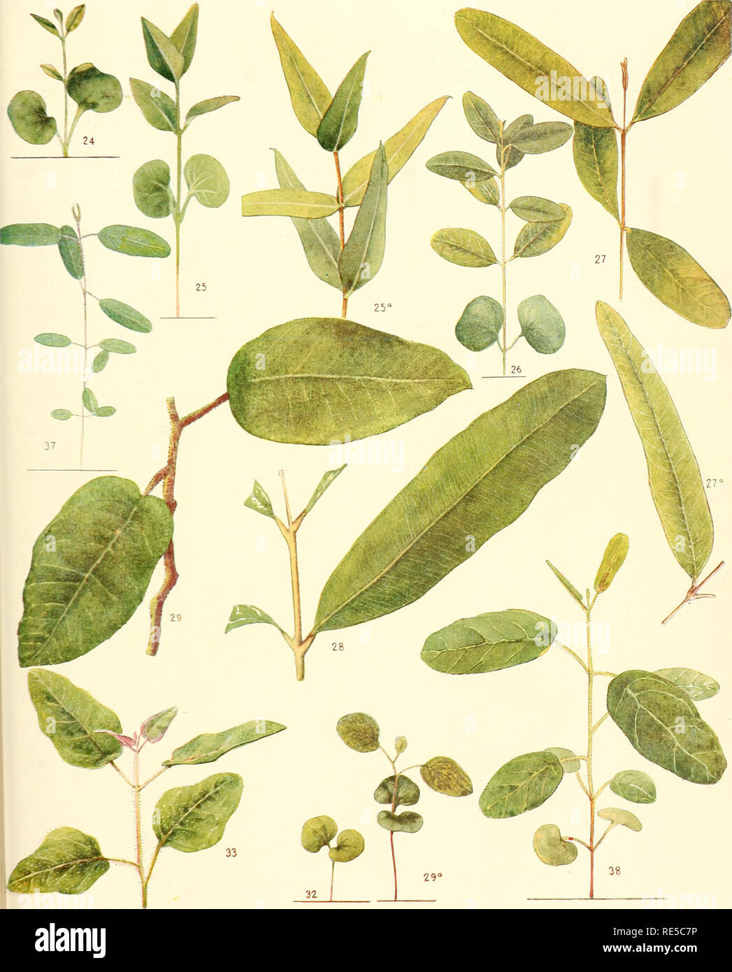 . A critical revision of the genus Eucalyptus. Eucalyptus. Crit. Rev. Eucalyptus Coloured Pl. 4.. E. SETOSA F.v.M., Figs. 2^-2^. E. TERMIXALIS F.v.M., Figs. 26-2S. E. MACULATA Hook, Figs. 29, 29a. E. PELTATA Benth., Figs. 32, 33. E. TRACHYPHLOIA F.v.M., Fig. 37. [Set- also Plate 5, Figs. 34-36.] E. CORYMBOSA Sm., Fig. 38.. Please note that these images are extracted from scanned page images that may have been digitally enhanced for readability - coloration and appearance of these illustrations may not perfectly resemble the original work.. Maiden, J. H. (Joseph Henry), 1859-1925. Sydney, W. A. Stock Photo