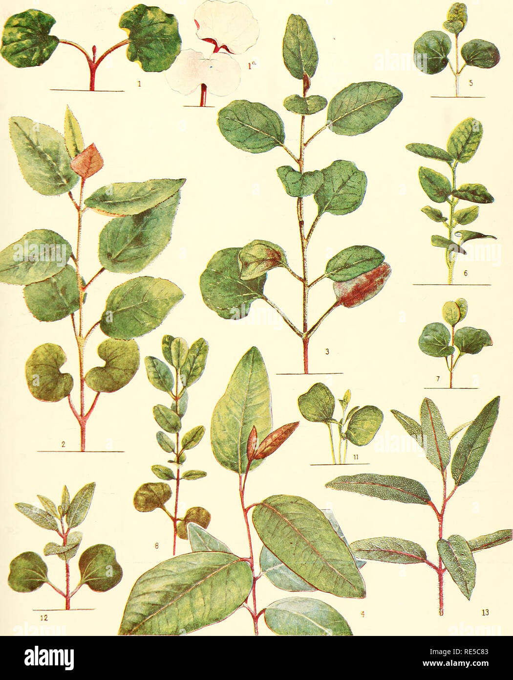 . A critical revision of the genus Eucalyptus. Eucalyptus. Crit. Rev. Eucalyptus. Coloured Pl. 2.. E. CALOPHYLLA R.Br., Figs. 1-2. E. PTYCHOCARPA F.v.M., Figs. 5, 6. E. MINIATA A. Cux.w, Figs. n-13. E. FICIFOLIA F.v.M., Figs. 3, 4. E. FOELSCHEANA F.v.M., Figs. 7, S. [See also Plate 268, Fig. 16.]. Please note that these images are extracted from scanned page images that may have been digitally enhanced for readability - coloration and appearance of these illustrations may not perfectly resemble the original work.. Maiden, J. H. (Joseph Henry), 1859-1925. Sydney, W. A. Gullick, government print Stock Photo