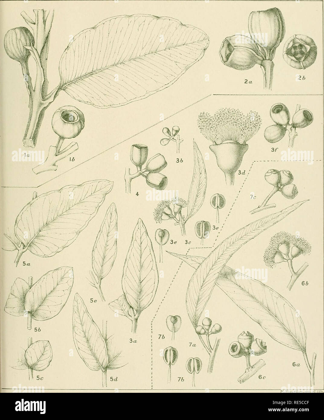 . A critical revision of the genus Eucalyptus. Eucalyptus. Crit. Rev. Eucalyptus. PL. 189.. Iv..FlocKro-n.del.(?n;rh. EUCALYPTUS TETRAGONA F.v.M. (1, 2) [See also Plate i88.] EUCALYPTUS EUDESMIOIDES F.v.M. {3-5) EUCALYPTUS EBANOENSIS Maiden n.sp. {6, 7). Please note that these images are extracted from scanned page images that may have been digitally enhanced for readability - coloration and appearance of these illustrations may not perfectly resemble the original work.. Maiden, J. H. (Joseph Henry), 1859-1925. Sydney, Gullick Stock Photo