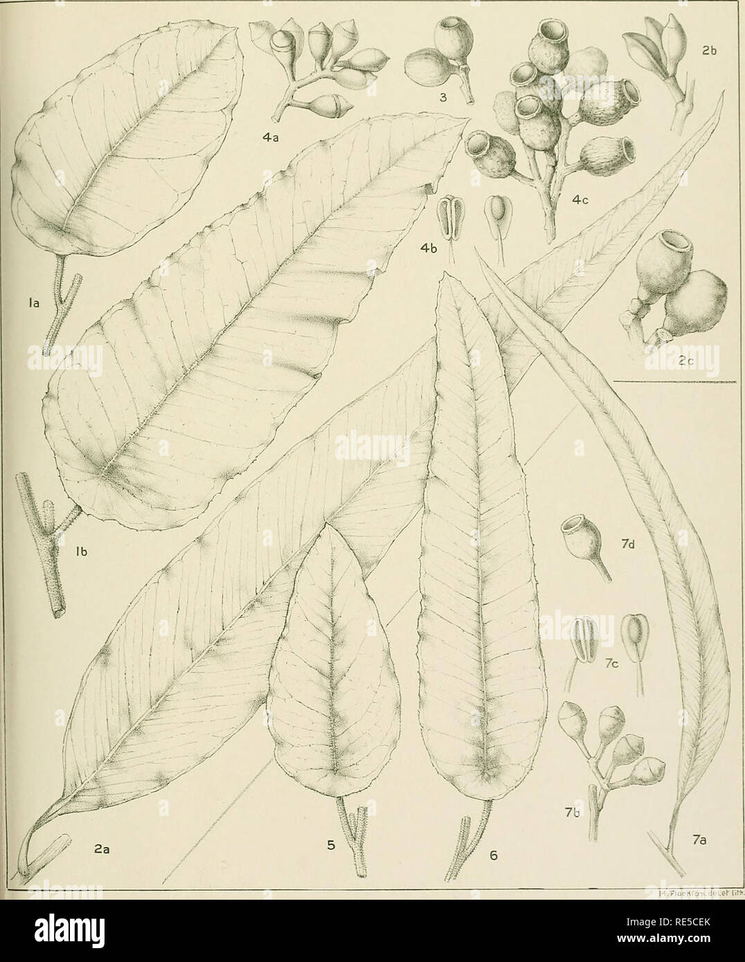 . A critical revision of the genus Eucalyptus. Eucalyptus. Crit, Rf.v. Eucalyptus PL. 178.. M.TIocKroTi.deleh (iMi. EUCALYPTUS MACULATA Hook. {1-4) E. MACULATA var. CITRIODORA F.v.M. {5-7). Please note that these images are extracted from scanned page images that may have been digitally enhanced for readability - coloration and appearance of these illustrations may not perfectly resemble the original work.. Maiden, J. H. (Joseph Henry), 1859-1925. Sydney, Gullick Stock Photo