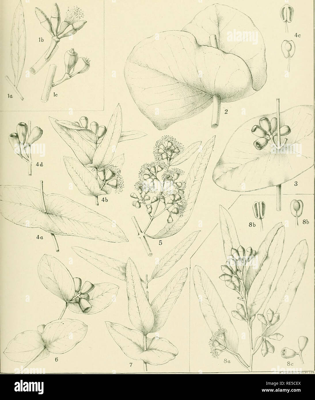. A critical revision of the genus Eucalyptus. Eucalyptus. Crit. Rev. Eucalyptus. Pl. 147.. EUCALYPTUS SPATHULATA Hook., var. grandiflora Benth. (1). [See Plate 146.] E. GAMOPHYLLA F.v.M. (2-7). E. ARGILLACEA W. V. Fitzgerald. (8).. Please note that these images are extracted from scanned page images that may have been digitally enhanced for readability - coloration and appearance of these illustrations may not perfectly resemble the original work.. Maiden, J. H. (Joseph Henry), 1859-1925. Sydney, Gullick Stock Photo