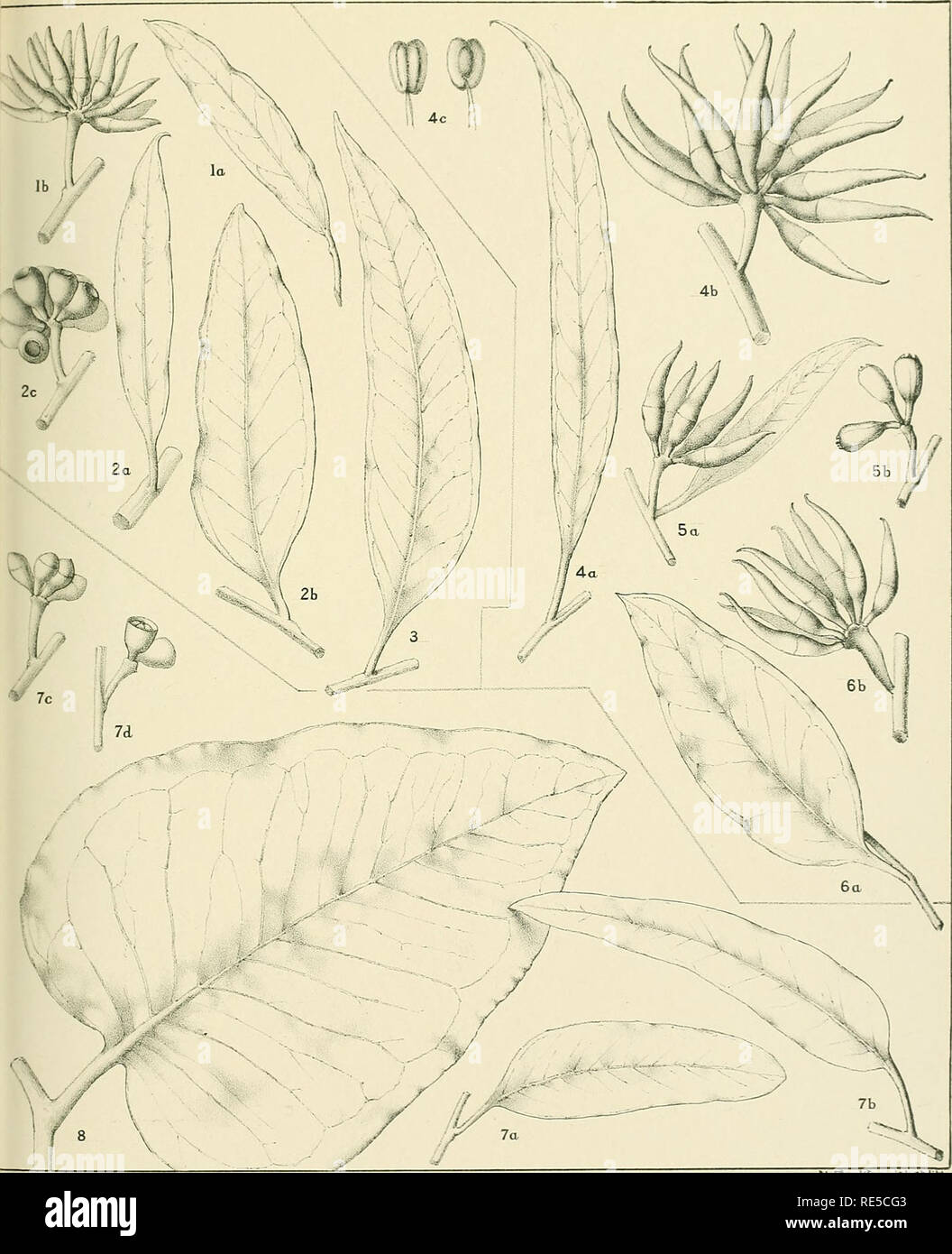 . A critical revision of the genus Eucalyptus. Eucalyptus. rit. Rev. Eucalyptus. Pl. 141.. M FlocKtondel eMil-h. EUCALYPTUS REDUNCA Schauer , var: MELANOPHLOIA Benth. (1,2) EUCALYPTUS REDUNCA Schauer, OXYMITRA var: nov: (4-6). [See Plate 140.] E. ACCEDENS W. V. Fitzgerald. (7,5). [See Plate 142.]. Please note that these images are extracted from scanned page images that may have been digitally enhanced for readability - coloration and appearance of these illustrations may not perfectly resemble the original work.. Maiden, J. H. (Joseph Henry), 1859-1925. Sydney, Gullick Stock Photo