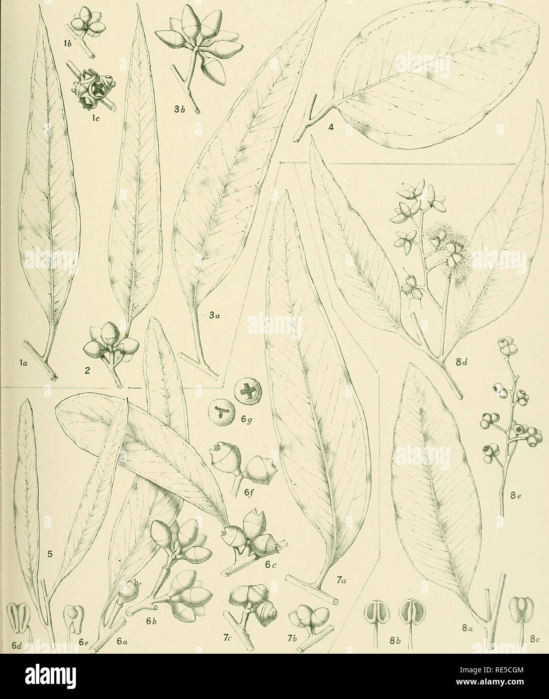 . A critical revision of the genus Eucalyptus. Eucalyptus. Crit. Rev. Eucalyptus. PL. 135.. MFIocKIoi. del- eMirh- EUCALYPTUS DEALBATA A. Cunn. (1-4). [See also Plate 134.] E. MORRISII R. T. Baker. (5-7) E. HOWITTIANA F.v.M. (8). Please note that these images are extracted from scanned page images that may have been digitally enhanced for readability - coloration and appearance of these illustrations may not perfectly resemble the original work.. Maiden, J. H. (Joseph Henry), 1859-1925. Sydney, Gullick Stock Photo