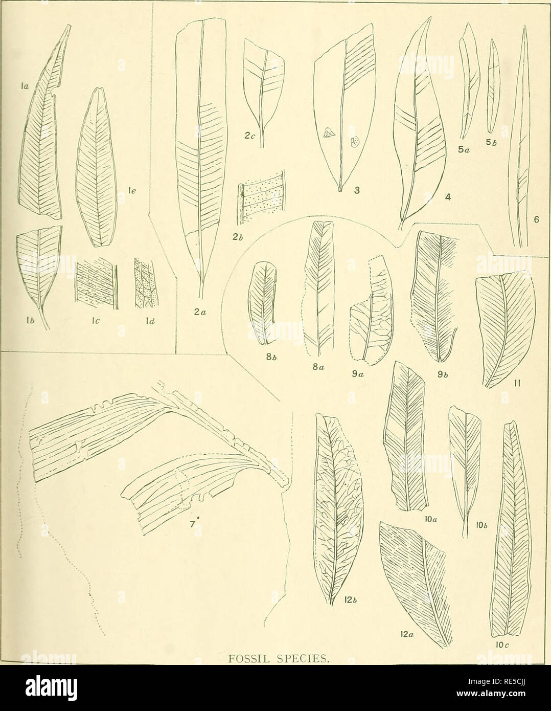 . A critical revision of the genus Eucalyptus. Eucalyptus. Crit. Rev. Eucalyptus. PL. 223.. EUCALYPTUS MITCHELLI Err. (1). E. CRETACEA Err. (2). E. DAVIDSONI Err. (3). E. OXLEYANA Err. (4). E. SCOLIOPHYLLA Err. (5). E. WARRAGHIANA Ett. (6). E. PRAECORIACEA Deane (7). E. HERMANNI Deane (8). E. HOWITTI Deane (9). E. KITSONI Deane {10). E. SUTTONI Deane (11). E. CHAPMAN I Deane (12). M.FI0CKI-o-n-clel St&quot; Ht-b-. Please note that these images are extracted from scanned page images that may have been digitally enhanced for readability - coloration and appearance of these illustrations may not  Stock Photo
