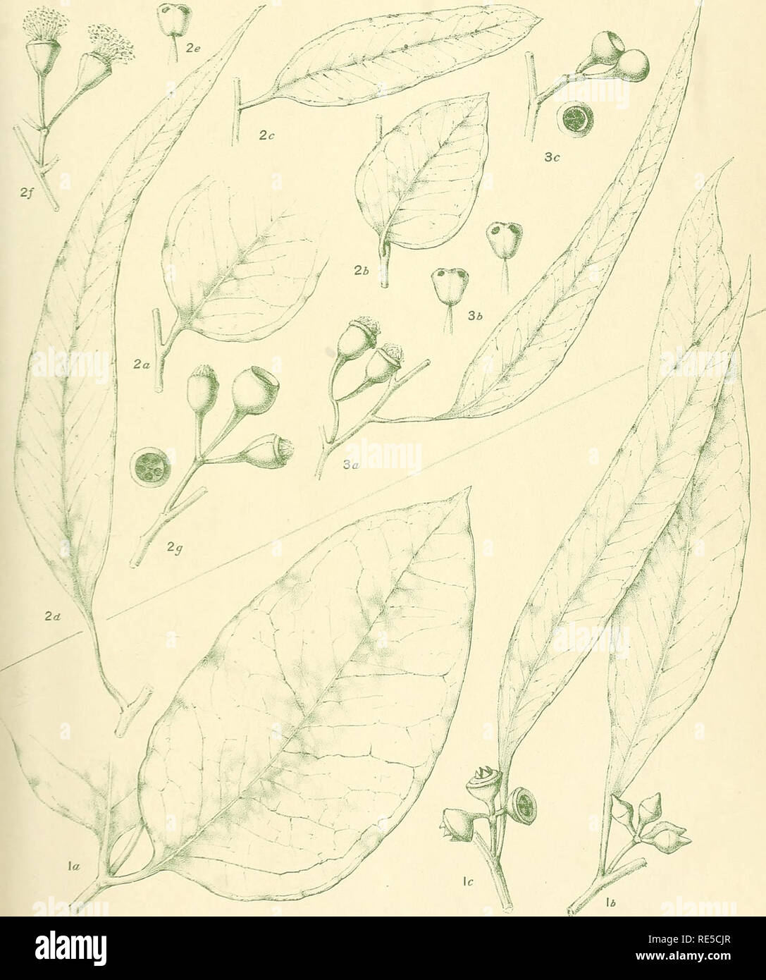. A critical revision of the genus Eucalyptus. Eucalyptus. Crit. Rev. Eucalyptus. Pl. 221.. m FiocKro-n.der.et- nrn. XE. McINTYRENSIS Maiden, n.sp. (7). are hybrids between E.sideroxylon and E. leucoxylon. [See also Plate 220.]. Please note that these images are extracted from scanned page images that may have been digitally enhanced for readability - coloration and appearance of these illustrations may not perfectly resemble the original work.. Maiden, J. H. (Joseph Henry), 1859-1925. Sydney, W. A. Gullick, government printer Stock Photo
