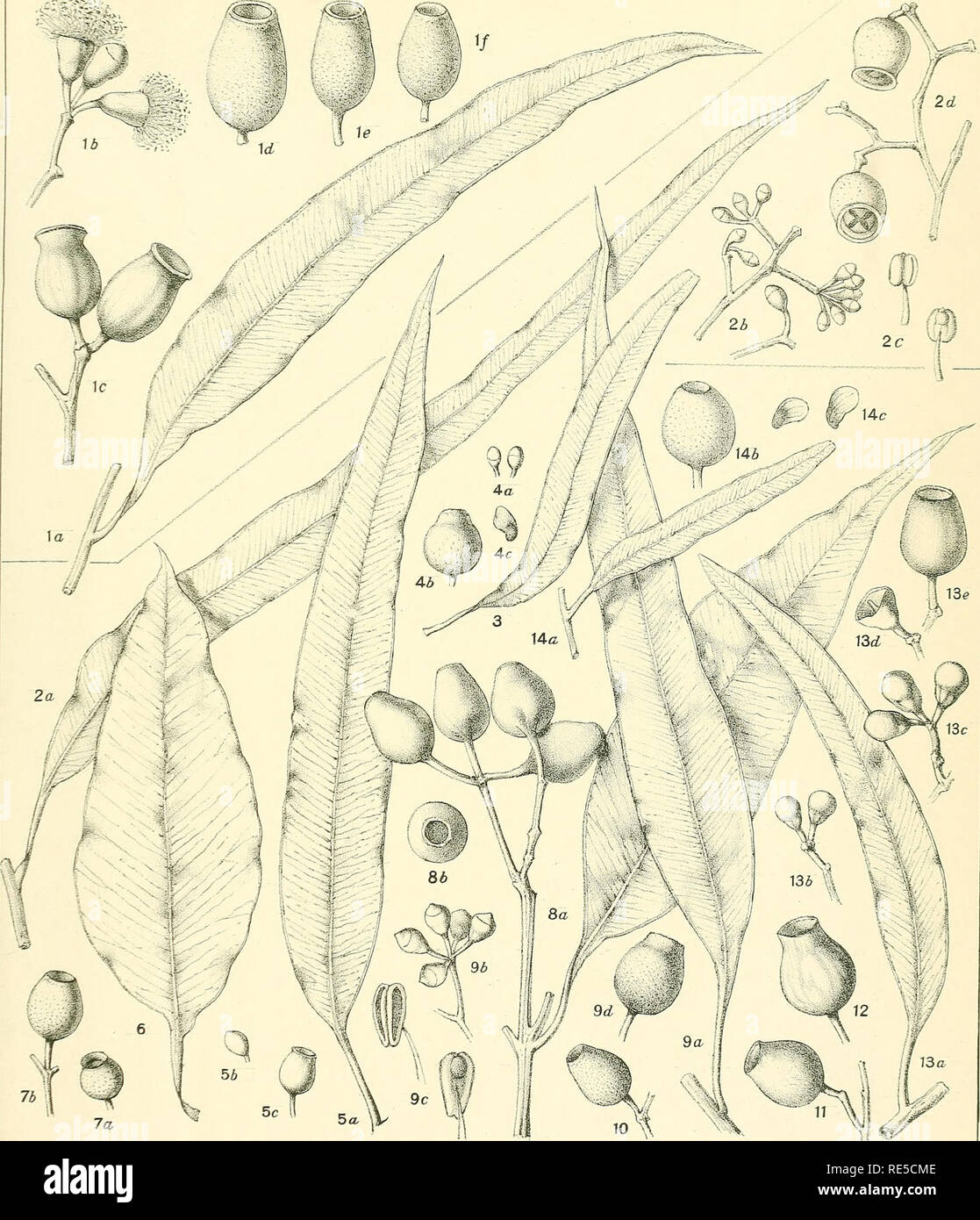 . A critical revision of the genus Eucalyptus. Eucalyptus. Crit. Rev. Eucalyptus. Pl. 165. JL v. M-FlocKftm-del. eHith. EUCALYPTUS TERMINALIS F v. M. (7) [See also Plate 164.] E. DICHROMOPHLOIA F.v. M. (2-14). Please note that these images are extracted from scanned page images that may have been digitally enhanced for readability - coloration and appearance of these illustrations may not perfectly resemble the original work.. Maiden, J. H. (Joseph Henry), 1859-1925. Sydney, W. A. Gullick, government printer Stock Photo