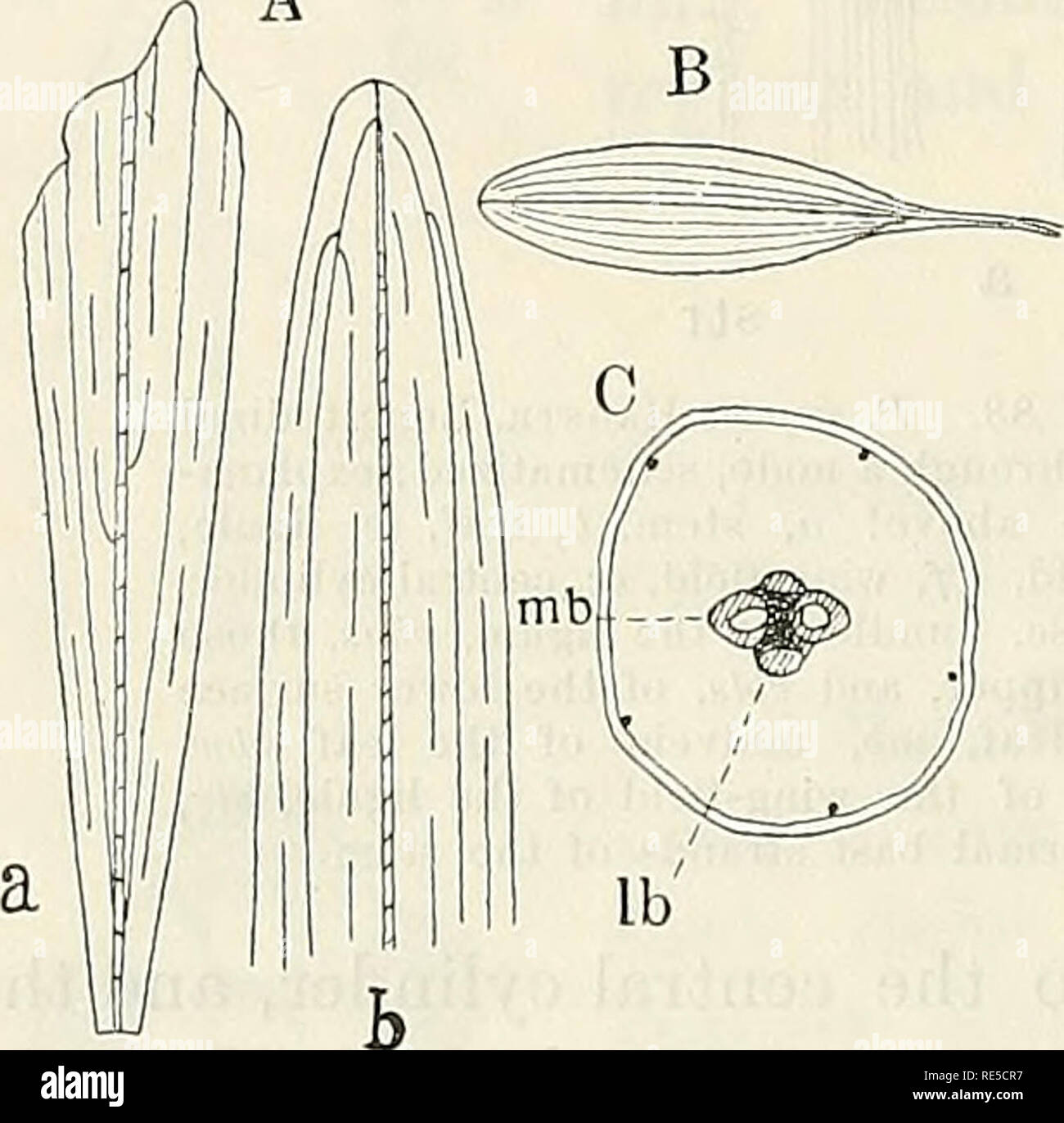 . Critical researches on the potamogetons. 172 J. A. EAGSTROM, CRITICAI, EESEAECHES ON THE POTAMOGETONS. P. porrigens n. sp. — Fig. 89. Caulis elongatus teres tenuis subfiliformis simplex, internodiis summis elongatis, 10—25 cm, a spica primaria ramo internodiis longis prolongatus. Folia natantia parva 15—20 X 5—6 mm, oblongo-lanceolata, apice obtusa basi attenuata, 5—7-nervia, loncfissime (10—15 cm) petiolata, petiole filiformi; submersa lineari-lanceolata sessilia—subpetiolata, apice obtusa, 50—60 X 3—4—5 mm, integerrima 3(—7)-nervia. Ligulm membranaceae cito evanescentes breves (o—15 mm lon Stock Photo