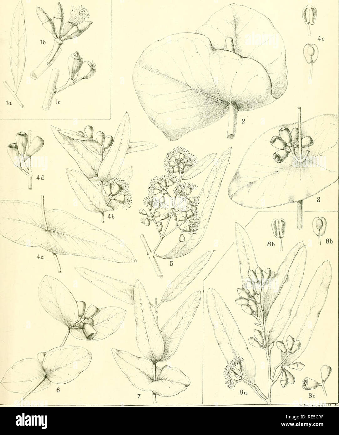 . A critical revision of the genus Eucalyptus. Eucalyptus. Crit. Rev. Eucalyptus. Pl. 147.. EUCALYPTUS SPATHULATA Hook., var. grandiflora Benth. (I). [See Plate 146.] E. GAMOPHYLLA F.v.M. (2-7). E. ARGILLACEA W. V. Fitzgerald. (S).. Please note that these images are extracted from scanned page images that may have been digitally enhanced for readability - coloration and appearance of these illustrations may not perfectly resemble the original work.. Maiden, J. H. (Joseph Henry), 1859-1925. Sydney, W. A. Gullick, government printer Stock Photo