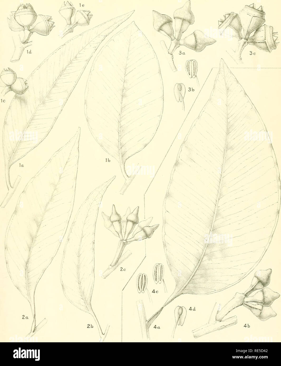 A Critical Revision Of The Genus Eucalyptus Eucalyptus Crit Rev Eucalyptus Pl 126 Mfieckro N Dti Eriuh Eucalyptus Pellita F V M 1 3 Continuation Of Transit Forms From Plate 125 E Pellita F V M 4 Type See