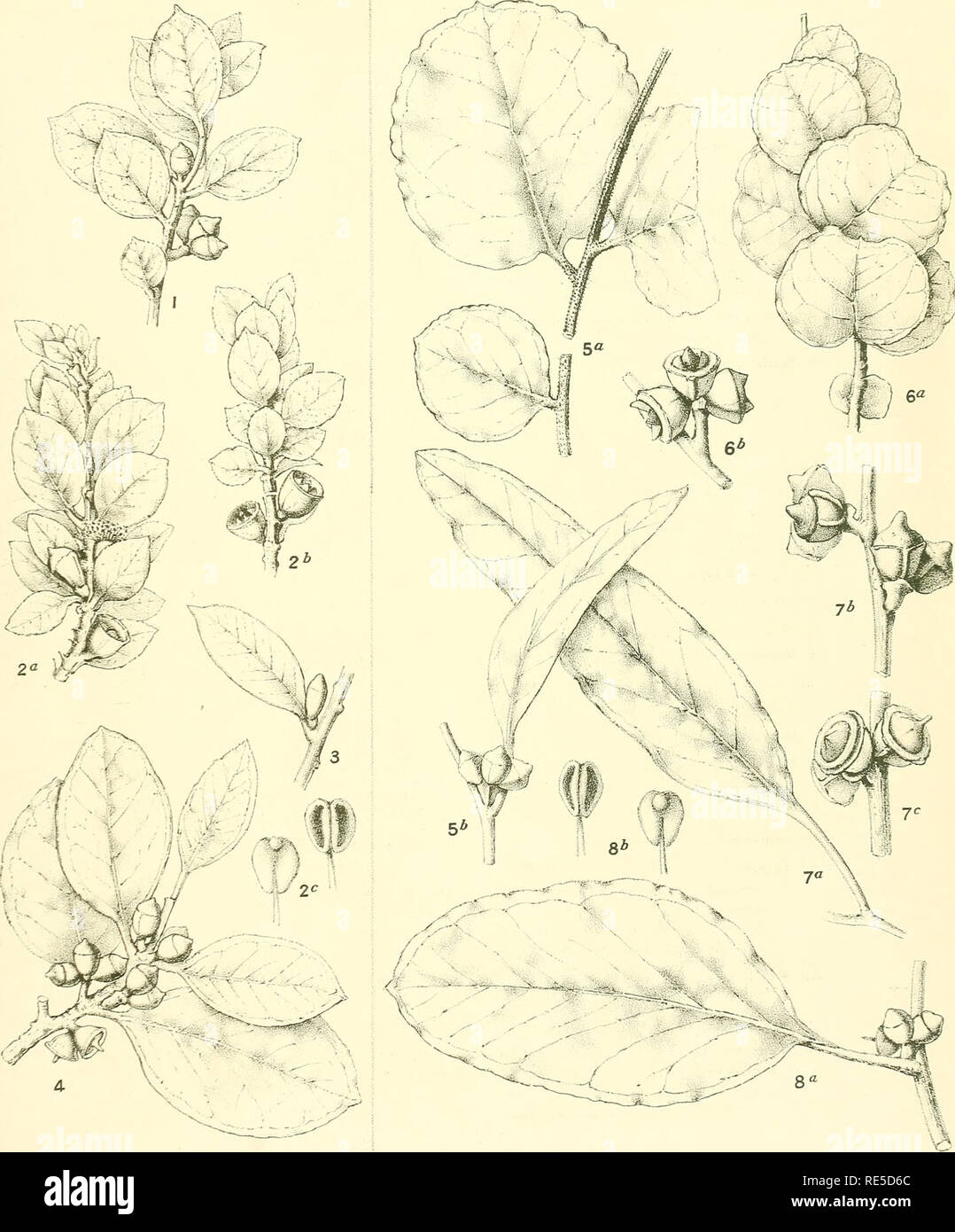. A critical revision of the genus Eucalyptus. Eucalyptus. Crit. Rev. Eucalyptus. Pl. 116.. M.riocKro-n del et lirh- EUCALYPTUS VERNICOSA Hook. f. (1-4) E. MUELLERI T.B.Moore. (5-8). Please note that these images are extracted from scanned page images that may have been digitally enhanced for readability - coloration and appearance of these illustrations may not perfectly resemble the original work.. Maiden, J. H. (Joseph Henry), 1859-1925. Sydney, W. A. Gullick, government printer Stock Photo