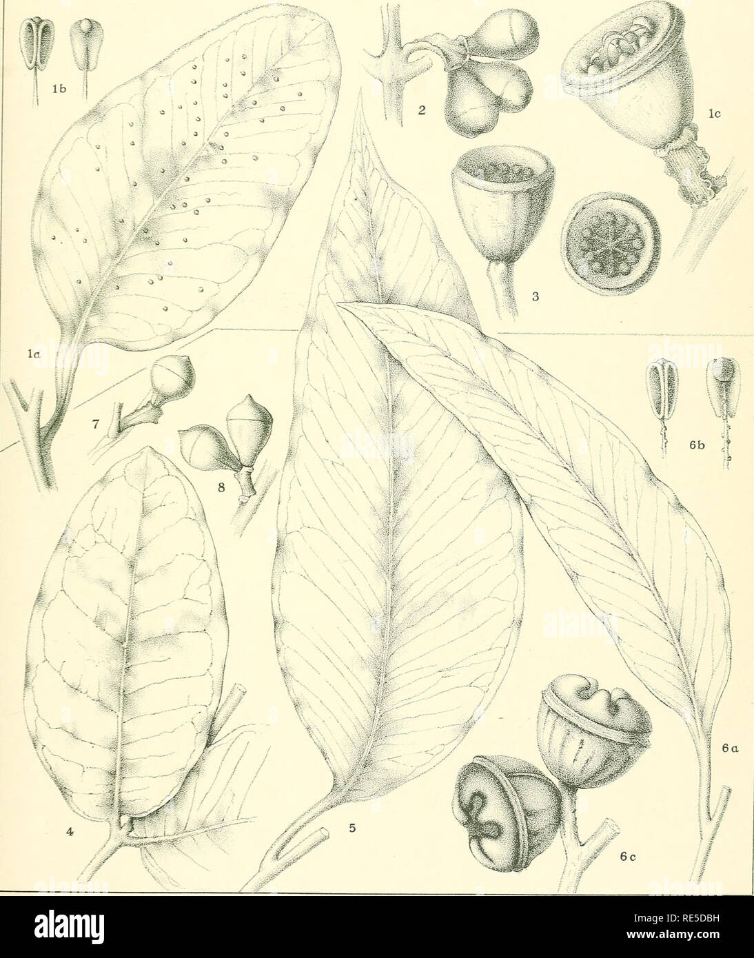 . A critical revision of the genus Eucalyptus. Eucalyptus. Crit. Rev. Eucalyptus. Pl. 78. M-FiocKi-o-n del.et-r.rb. EUCALYPTUS PREISSIANA, Schauer (1-3). [See also Plate 77.] E. MEGACARPA, F.v.M. (4-8).. Please note that these images are extracted from scanned page images that may have been digitally enhanced for readability - coloration and appearance of these illustrations may not perfectly resemble the original work.. Maiden, J. H. (Joseph Henry), 1859-1925. Sydney, W. A. Gullick, government printer Stock Photo
