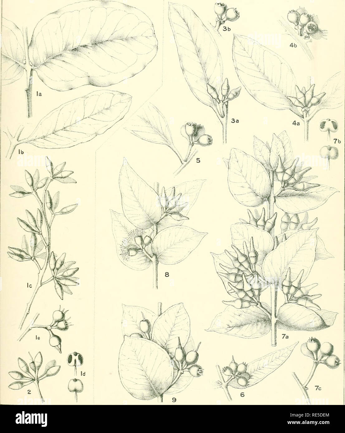. A critical revision of the genus Eucalyptus. Eucalyptus. Crit. Rev. Eucalyptus. Pl. 67.. E. OLEOSA, Var. LONGICORNIS, (&quot;Poot&quot;), (1, 2). E. GILLII, Maiden, (6-9). Transit Forms, E. oleosa to E. GUM, (3-5). M Fiookron.d«&gt;l. Please note that these images are extracted from scanned page images that may have been digitally enhanced for readability - coloration and appearance of these illustrations may not perfectly resemble the original work.. Maiden, J. H. (Joseph Henry), 1859-1925. Sydney, W. A. Gullick, government printer Stock Photo