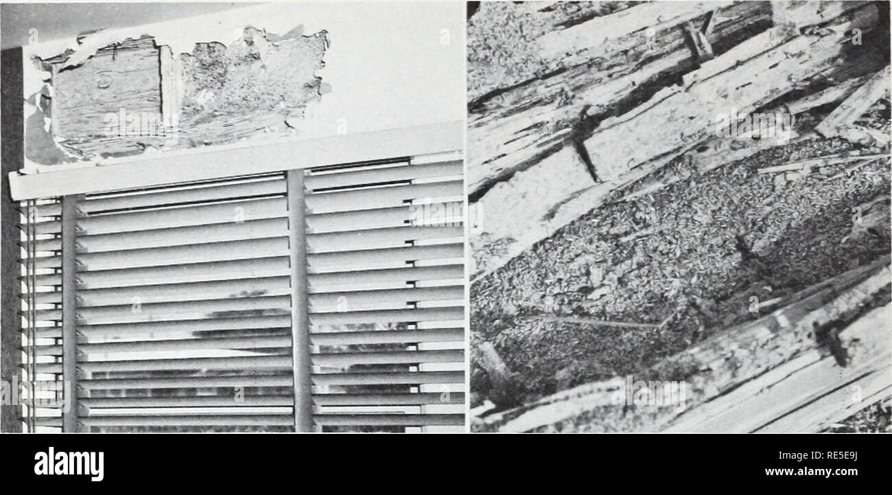 . Eastern forest insects. Forest insects. F-519935 Figure 8.—Formosan subterranean termite colony and damage: left, carton nest and damaged wood above a window inside a building; right, colony of workers in a cypress log. Nonsubterranean Termites Several species of nonsubterranean termites occur in the East- ern States. They are found throughout the state of Florida; also in a narrow strip along the Atlantic Coast as far north as south- eastern Virginia, and westward along the Gulf Coast to Mexico. Infestations are found in structural timber and other woodwork in buildings; in furniture; in ut Stock Photo